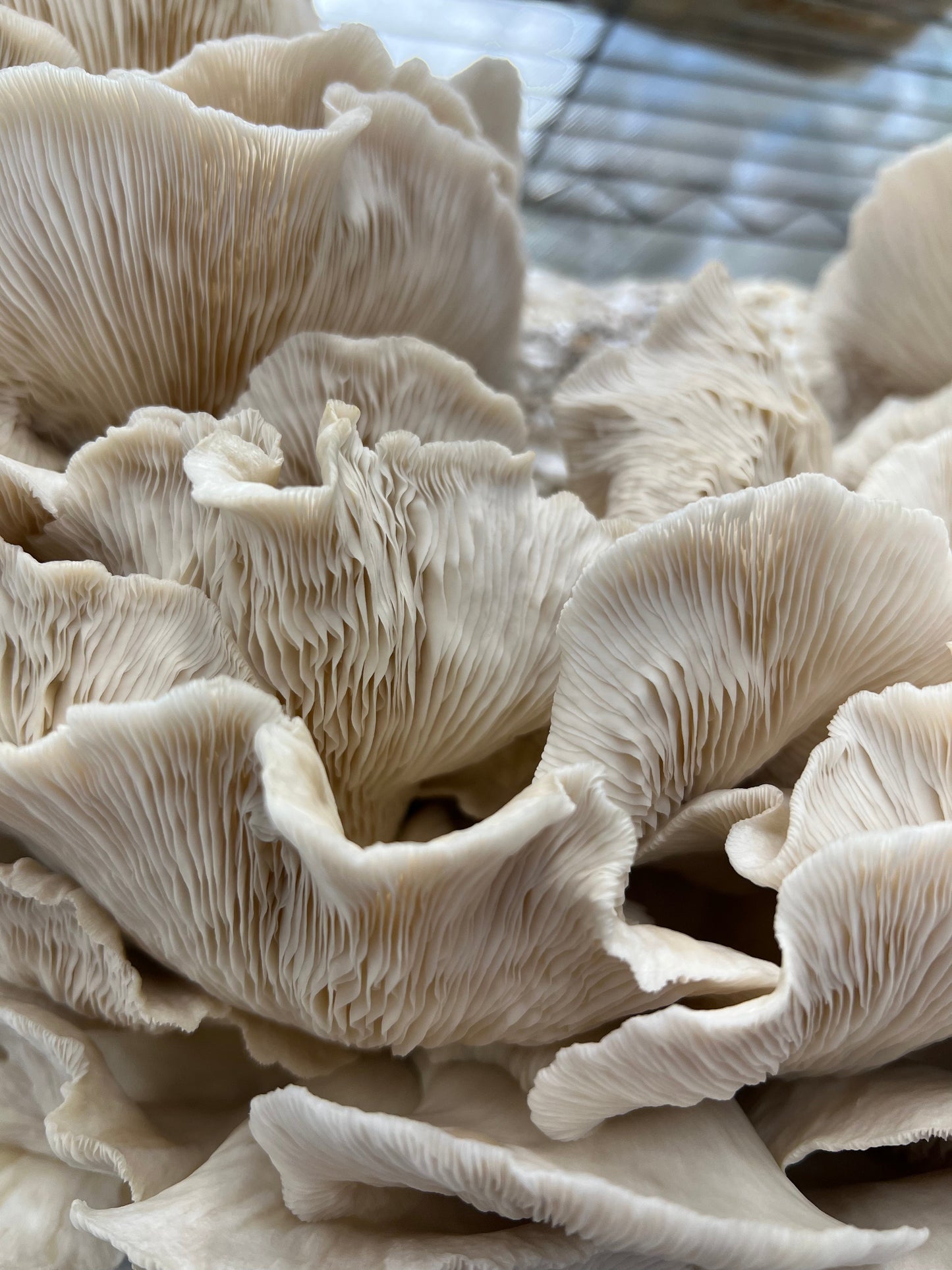 Dried Pathfinder Oyster Mushrooms / Pleurotus ostreatus