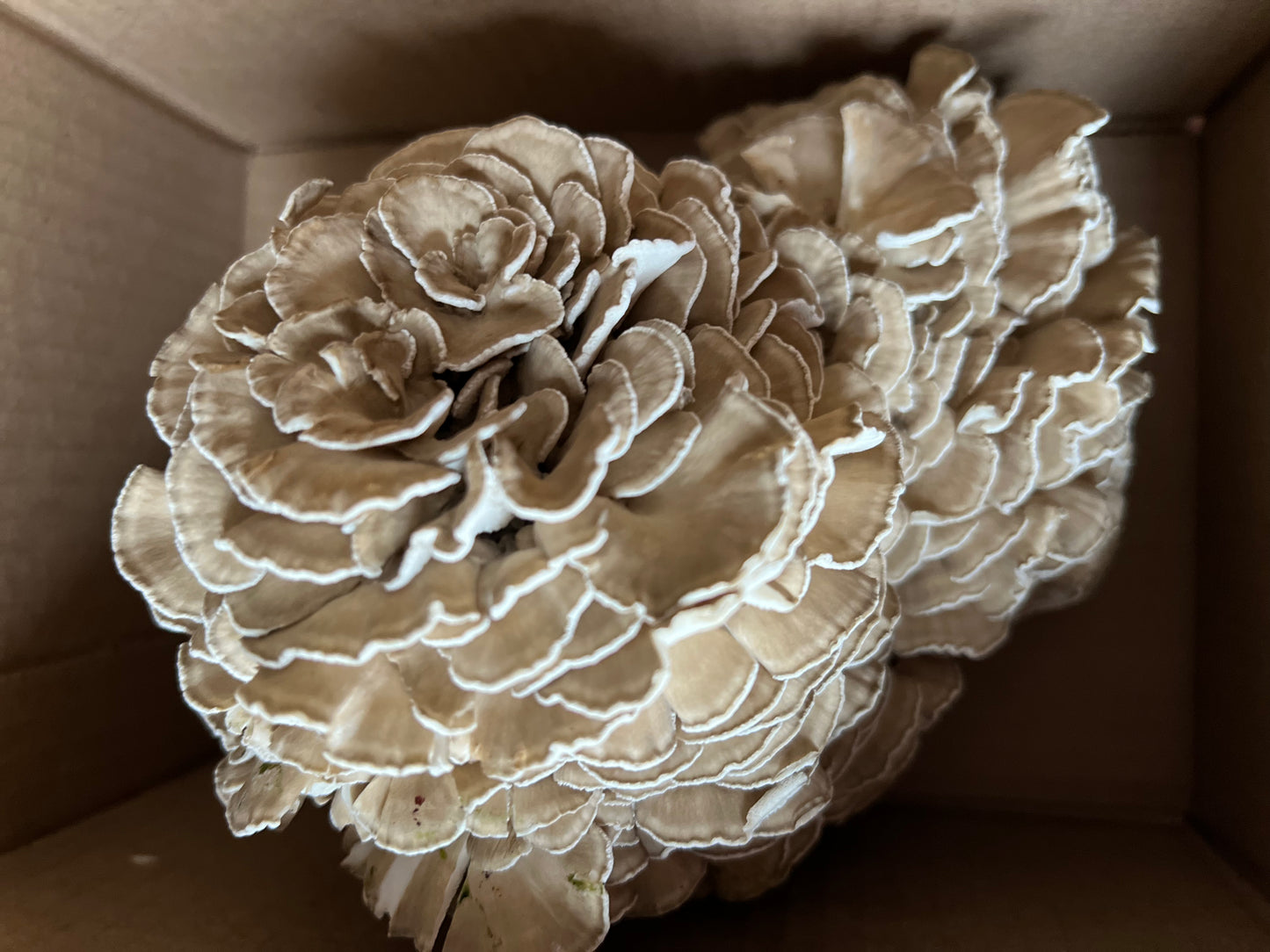 Maitake (Hens-of-the-woods) Fresh Gourmet Mushrooms | Grifola frondosa