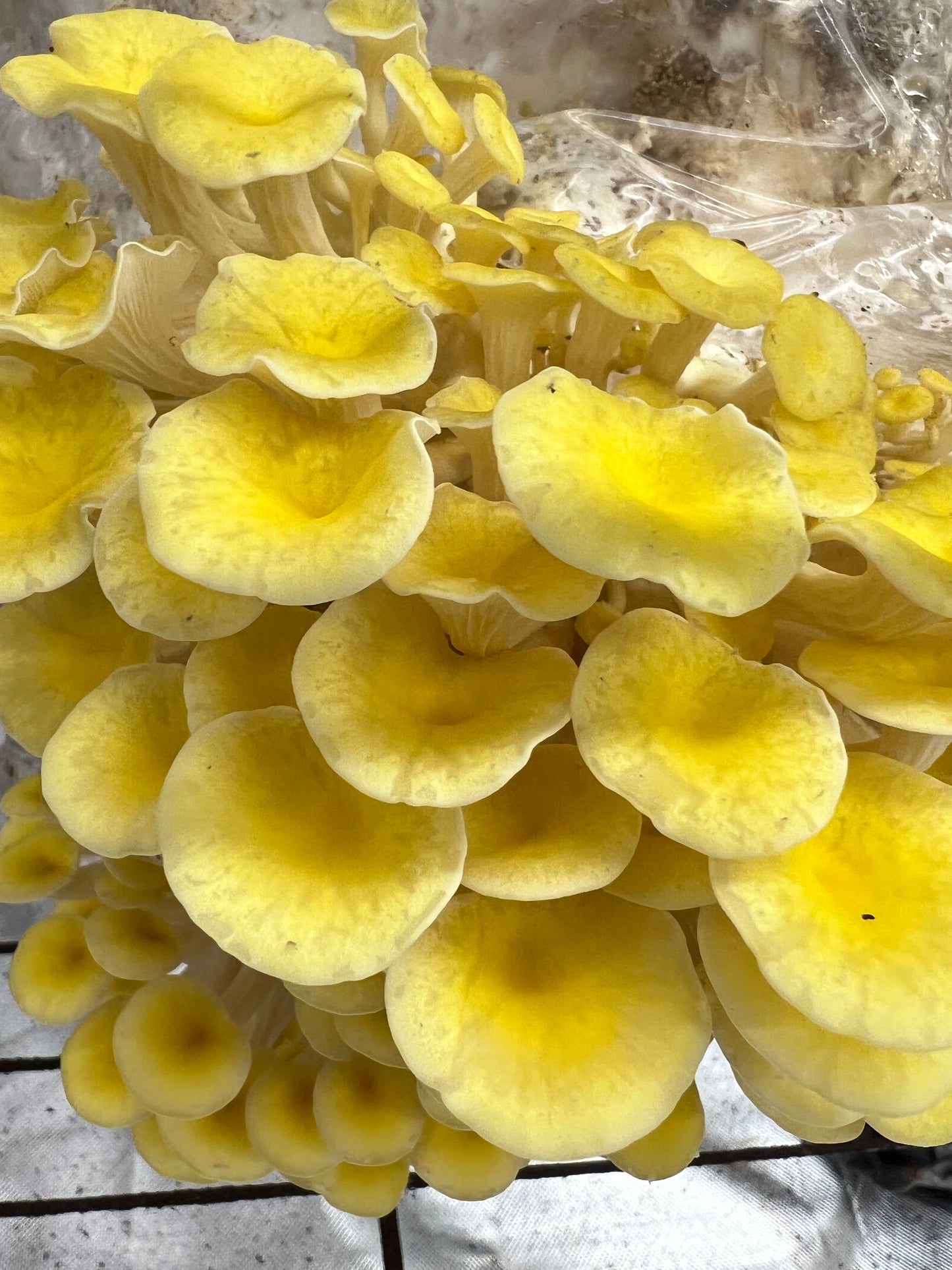 Dehydrated/Dried Golden (Yellow) Oyster Gourmet Mushrooms | Pleurotus citrinopileatus