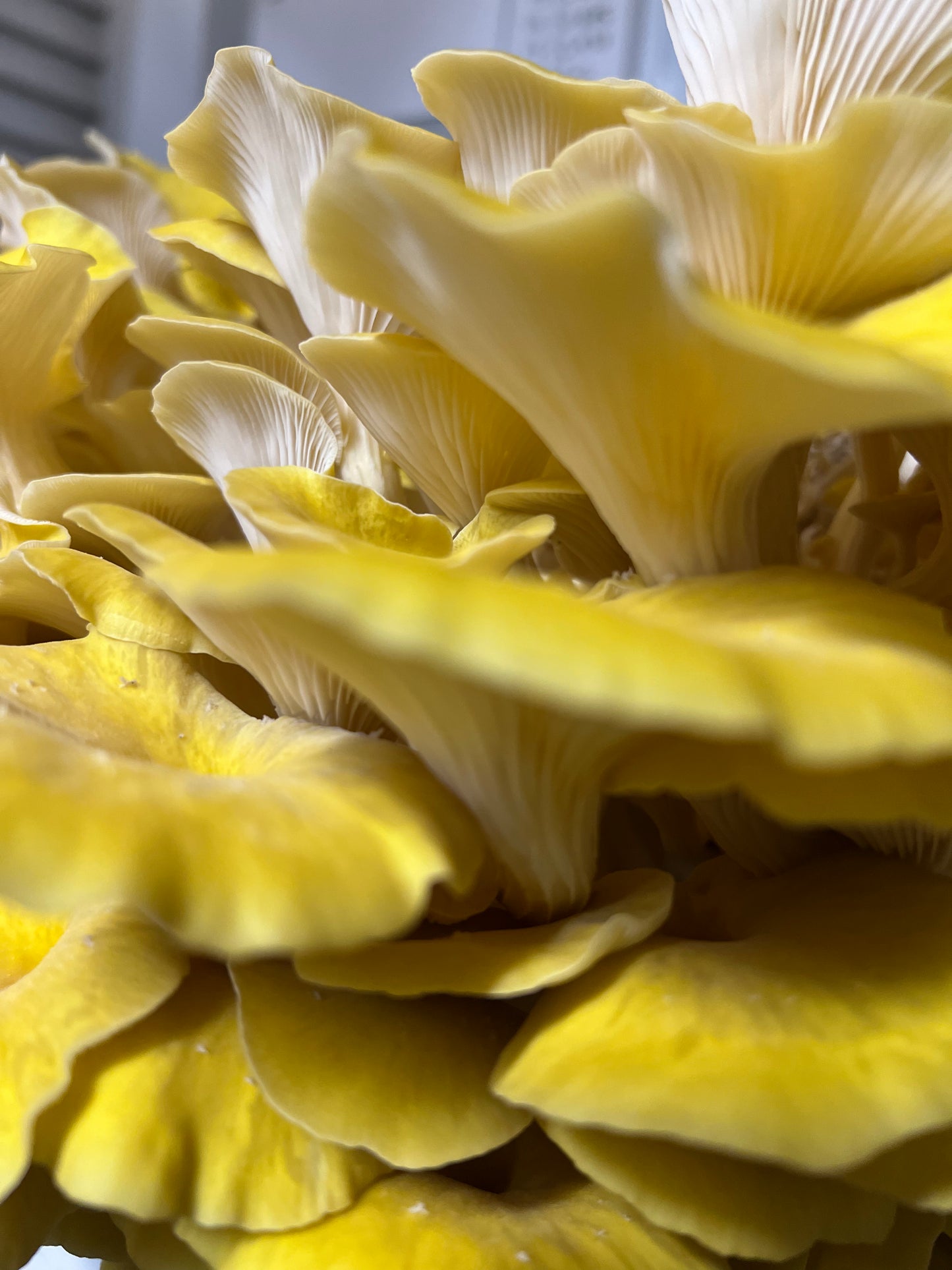 Dehydrated/Dried Golden (Yellow) Oyster Gourmet Mushrooms | Pleurotus citrinopileatus