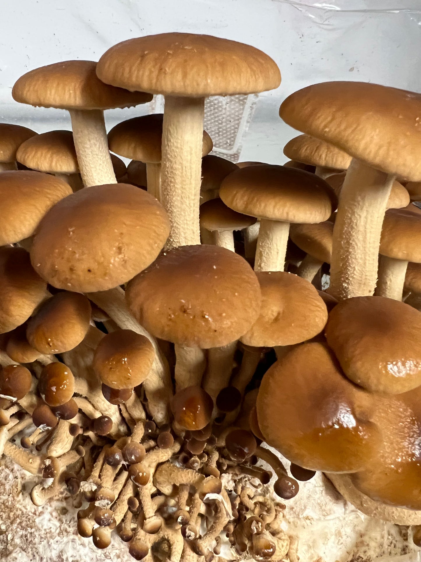 Pioppini (Velvet Pioppino) Fresh Gourmet Mushrooms | Cyclocybe aegerita