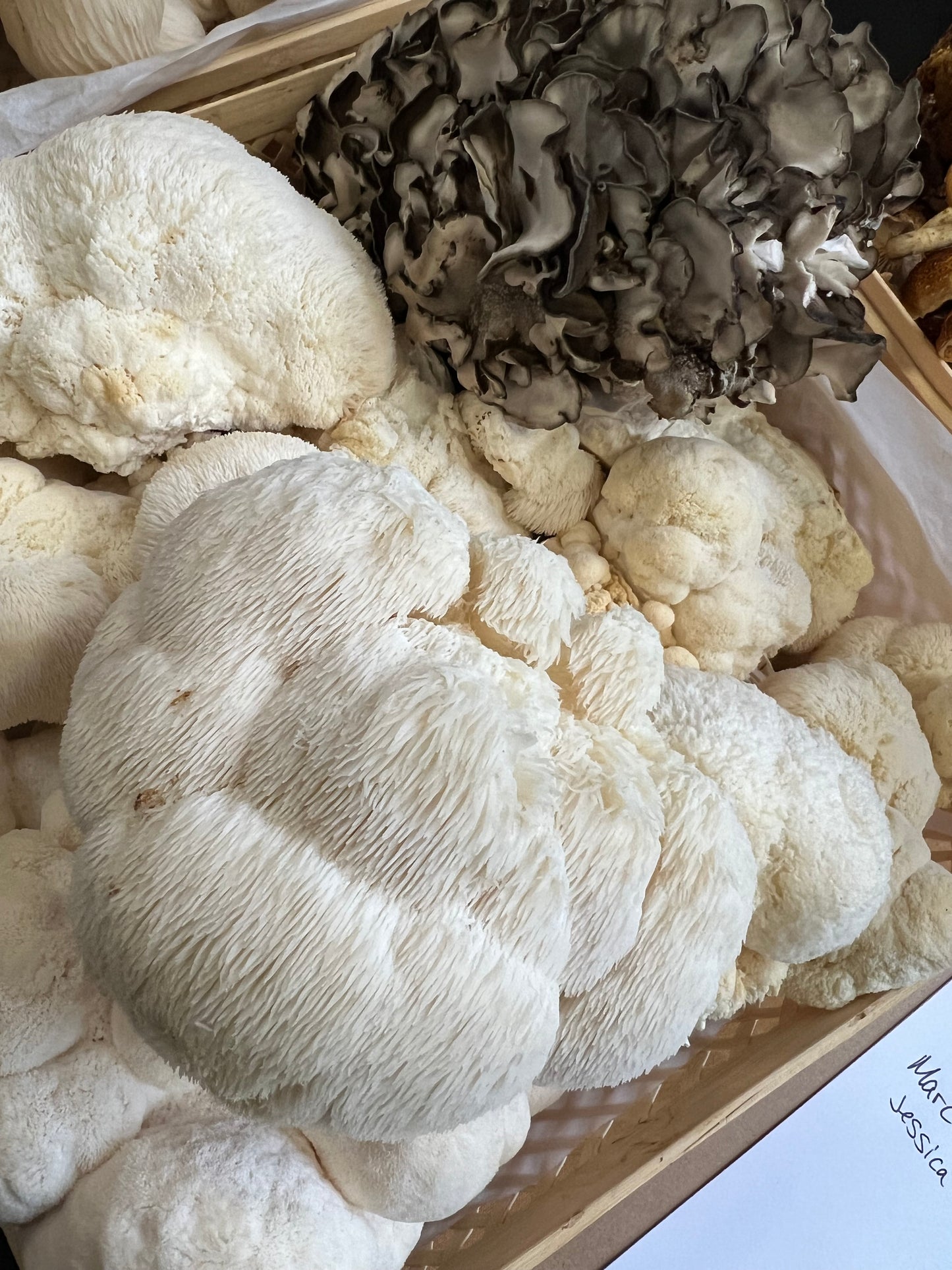 Dehydrated/Dried Lion's Mane Gourmet Mushrooms Ground / Powder | Hericium erinaceus