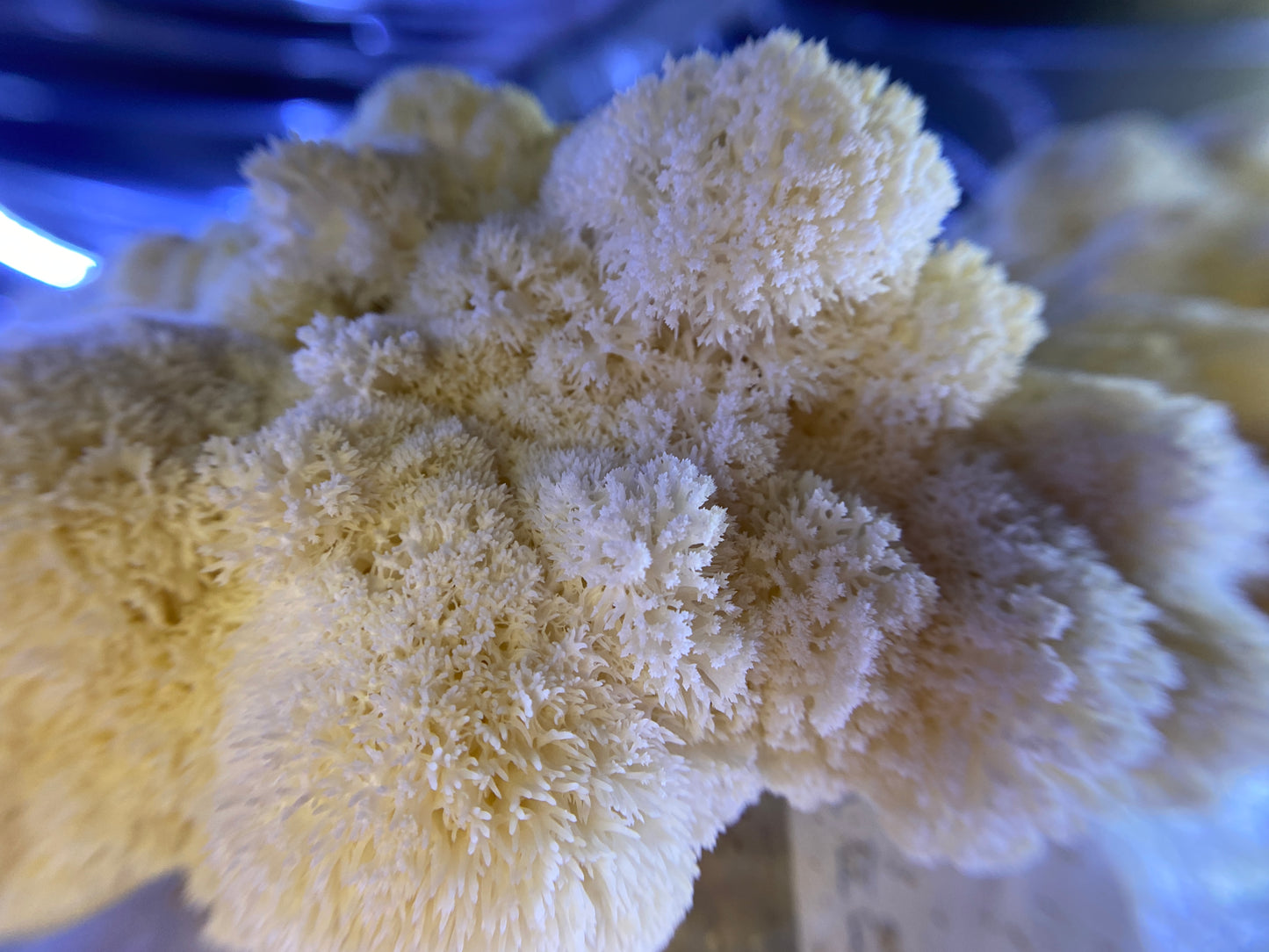 Lion's Mane Fresh Gourmet Mushrooms | CSA Subscription Local Pickup