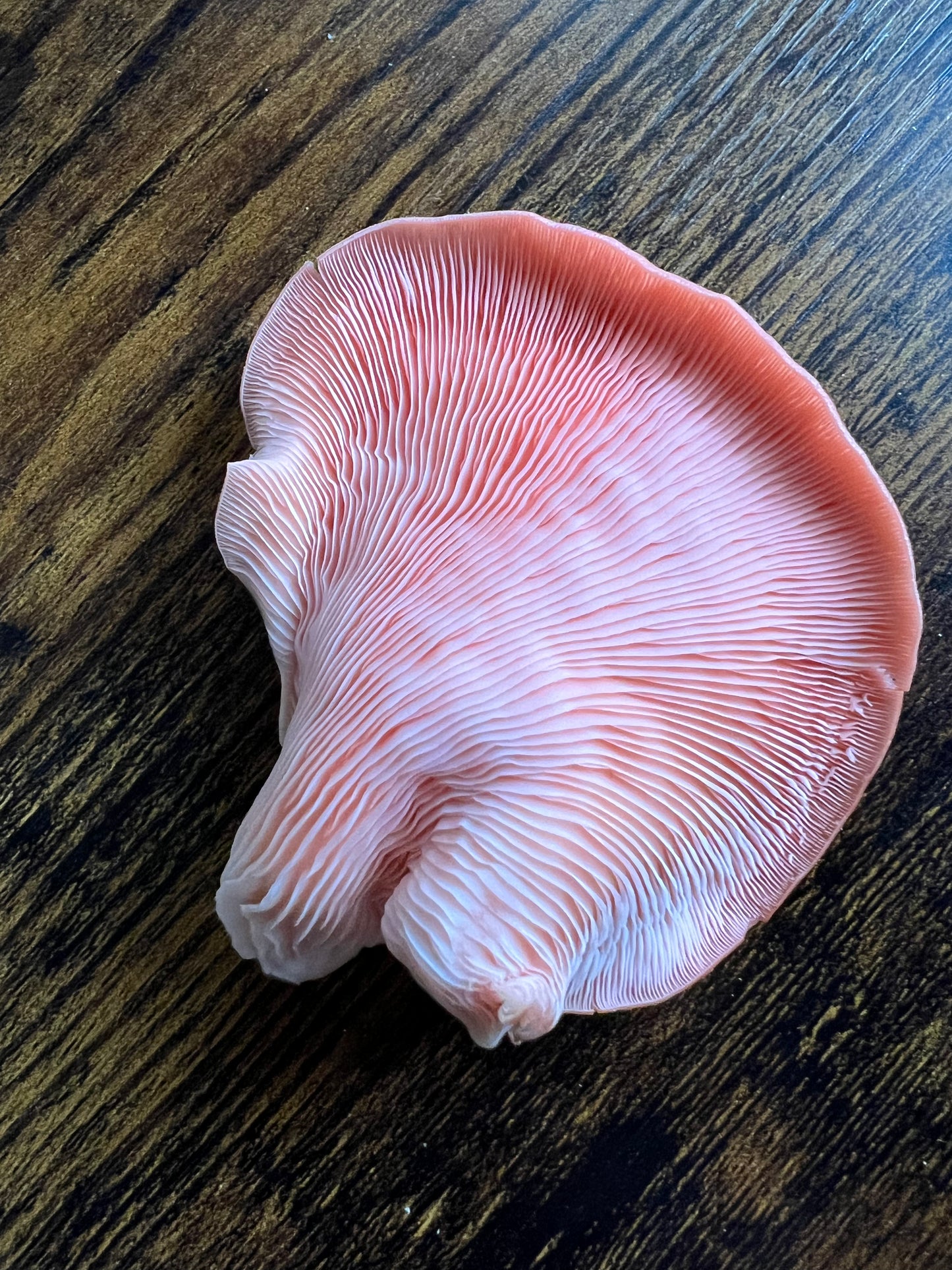 Dehydrated/ Dried Pink Oyster Mushrooms | Pleurotus djamor