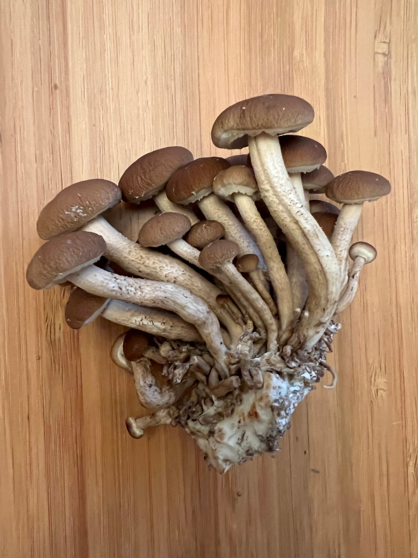 Pioppini (Velvet Pioppino) Fresh Gourmet Mushrooms | Cyclocybe aegerita