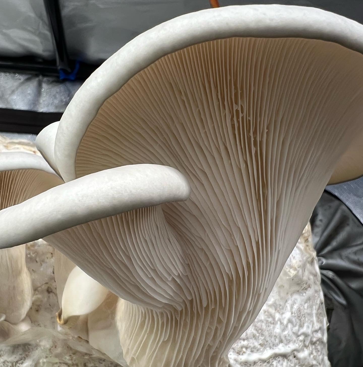 King Blue Oyster Mushrooms Fresh Gourmet | Pleurotus Columbinus