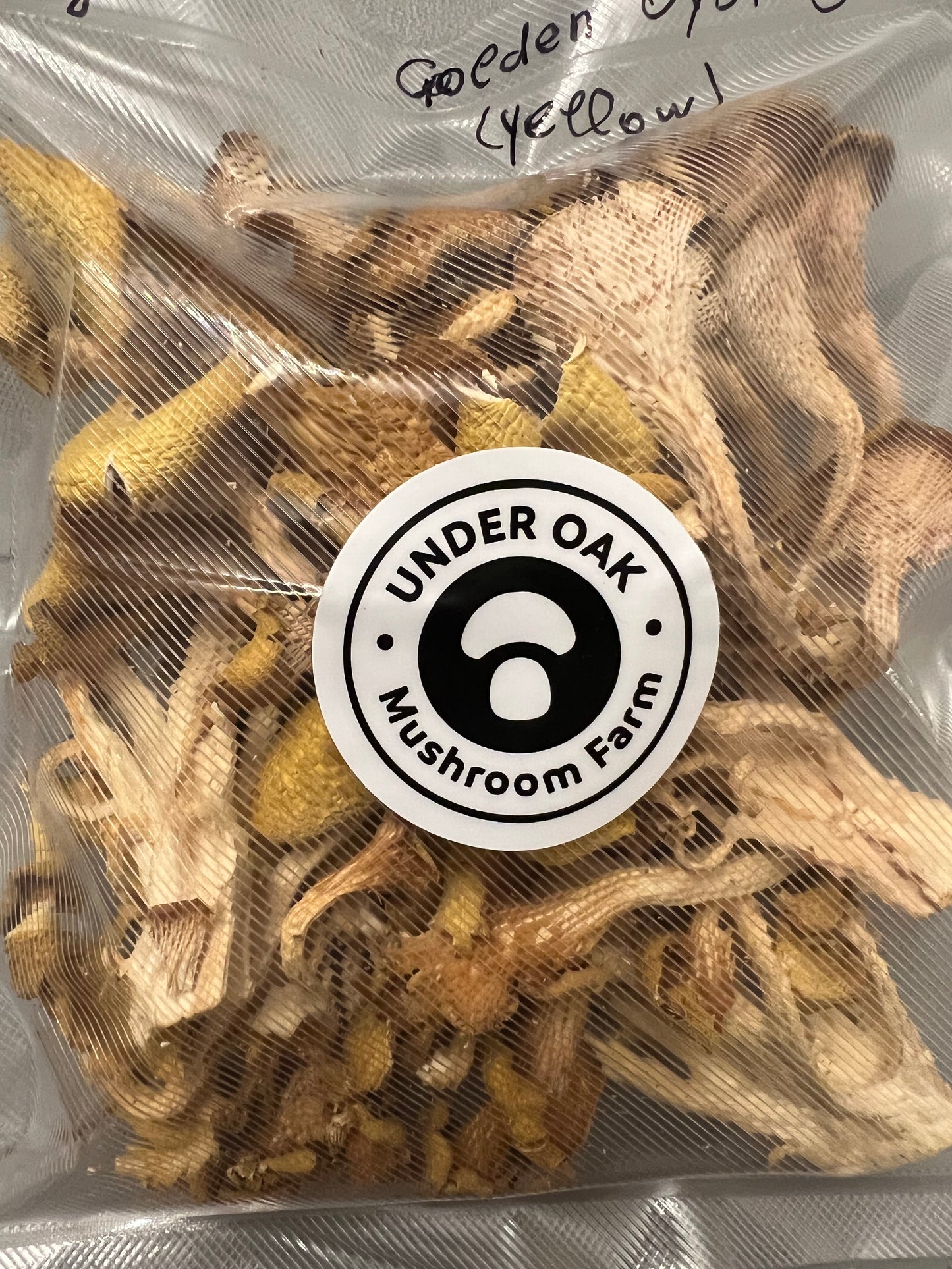 Dehydrated/Dried Golden (Yellow) Oyster Gourmet Mushrooms | Pleurotus citrinopileatus