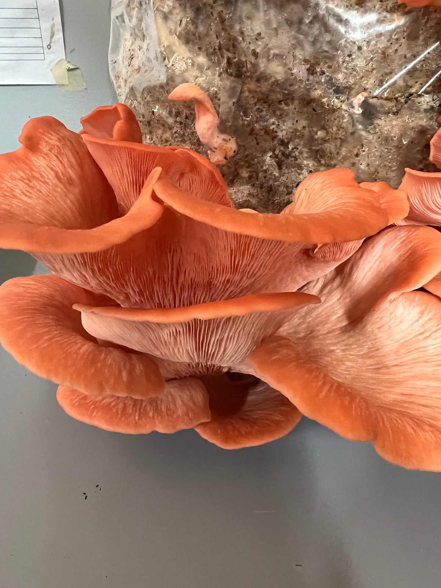 Pink Oyster Mushrooms Fresh Gourmet | Pleurotus djamor