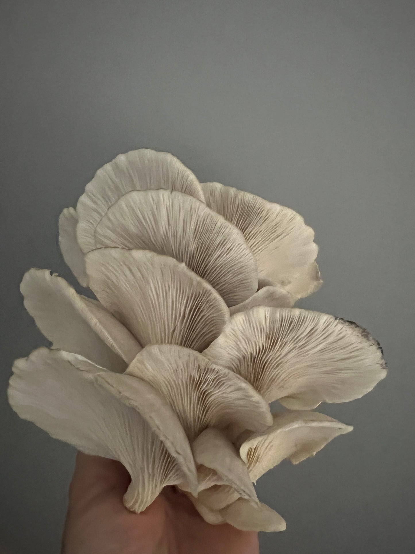 King Blue Oyster Mushrooms Fresh Gourmet | Pleurotus Columbinus