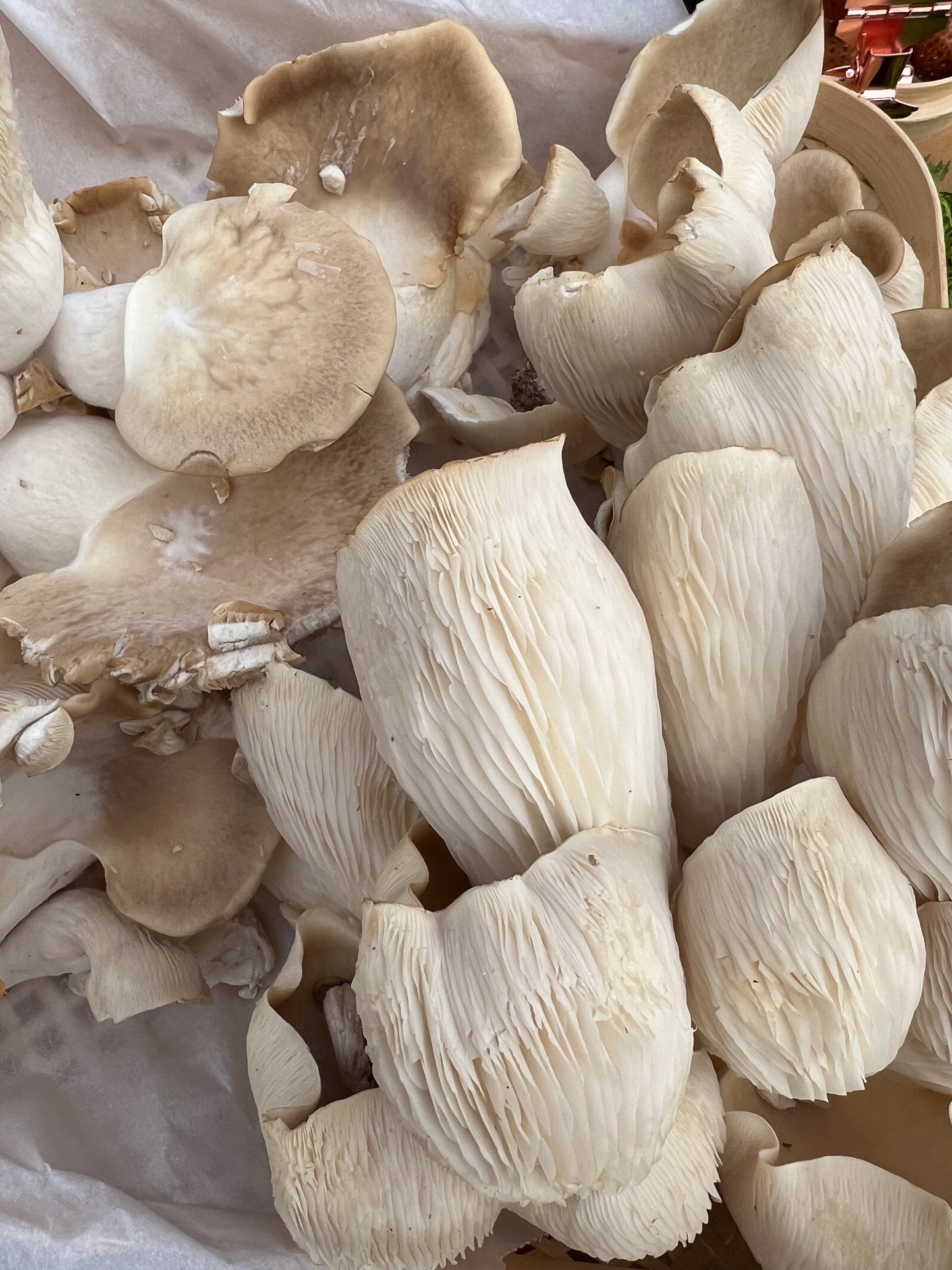 Pathfinder Oyster Mushrooms Fresh Gourmet | Pleurotus ostreatus