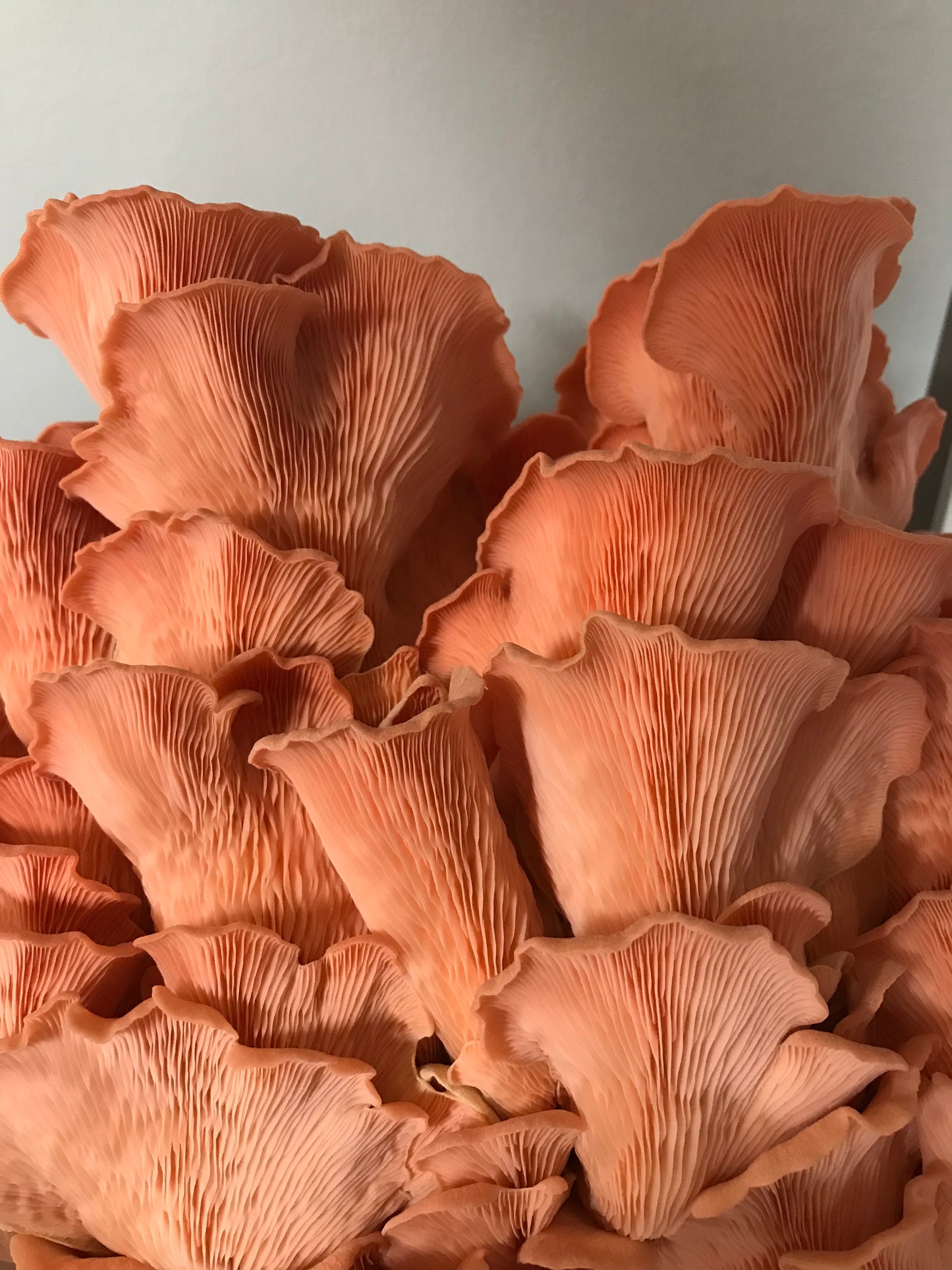 Pink Oyster Mushrooms Fresh Gourmet | Pleurotus djamor