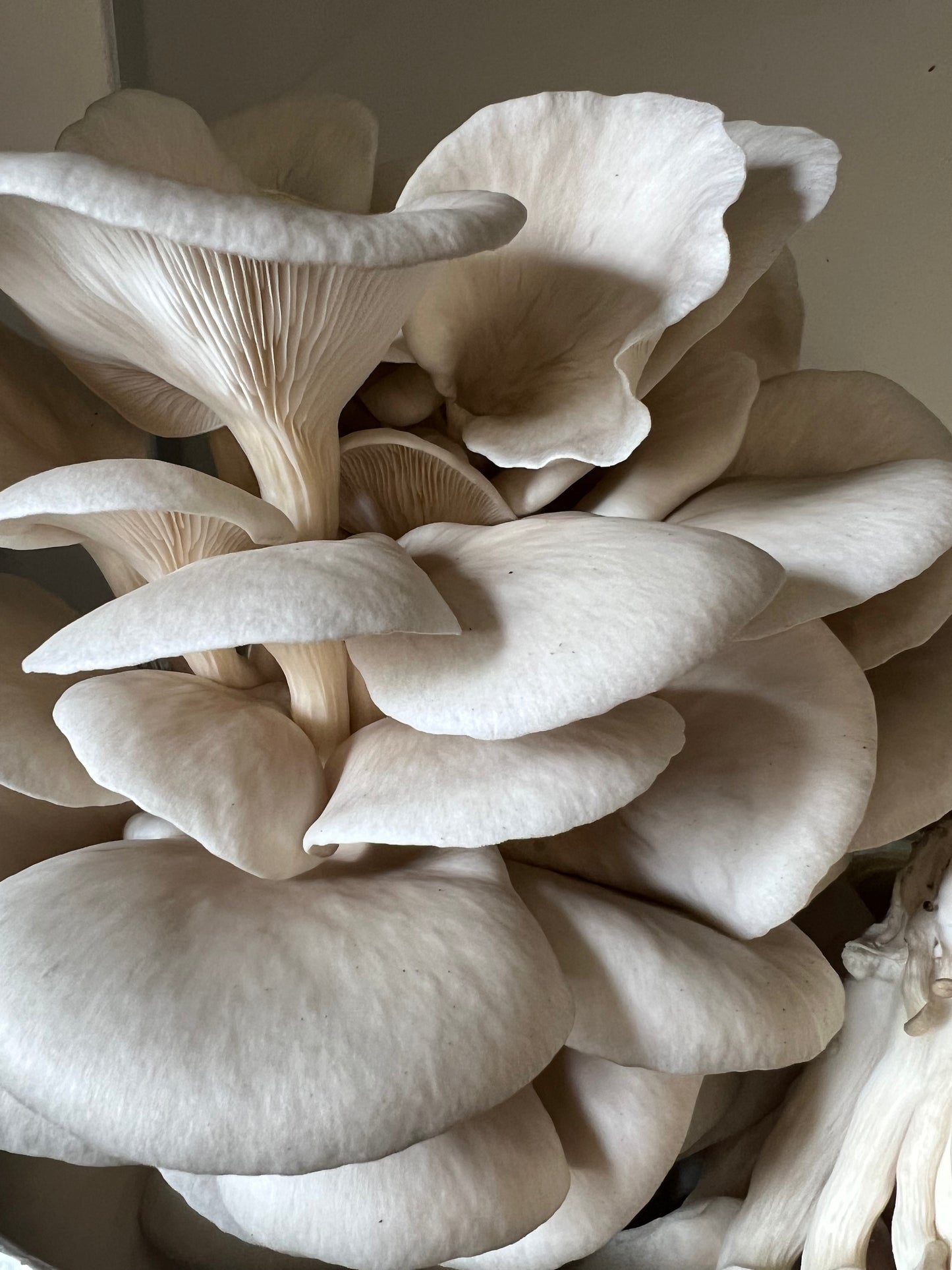 King Blue Oyster Mushrooms Fresh Gourmet | Pleurotus Columbinus