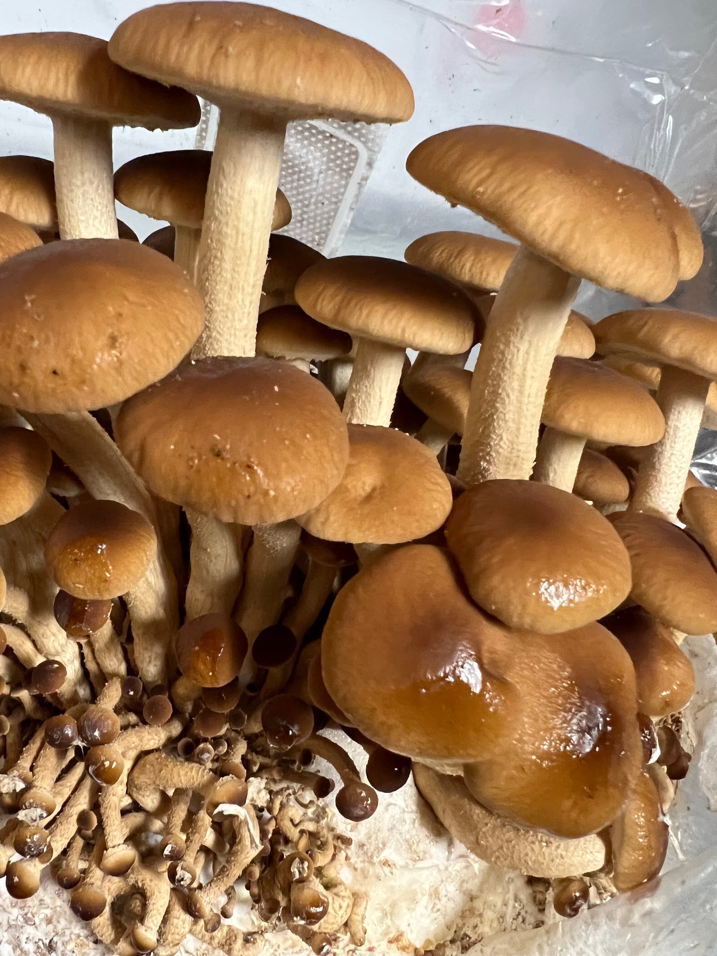 Pioppini (Velvet Pioppino) Fresh Gourmet Mushrooms | Cyclocybe aegerita