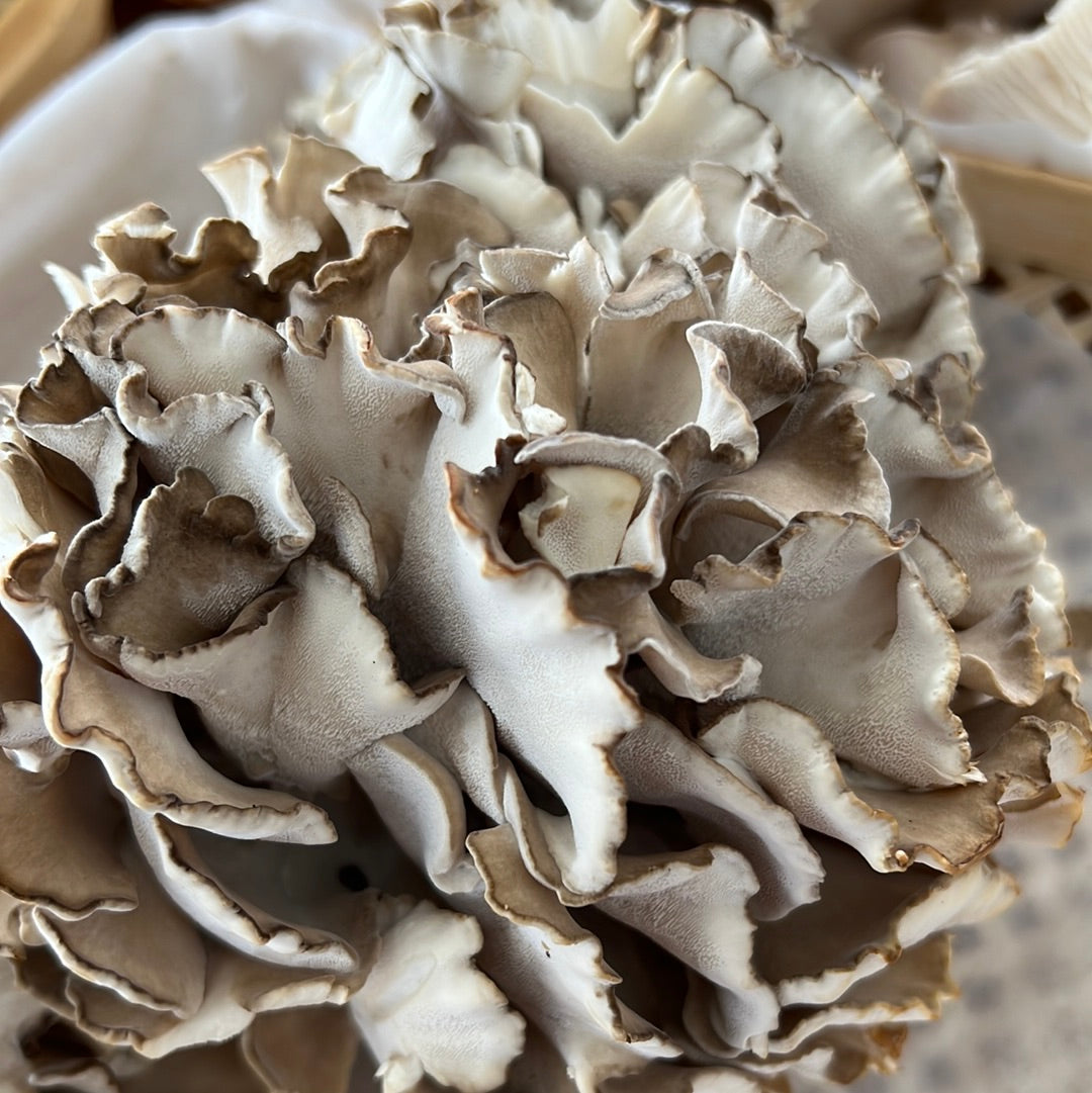 Maitake (Hens-of-the-woods) Fresh Gourmet Mushrooms | Grifola frondosa