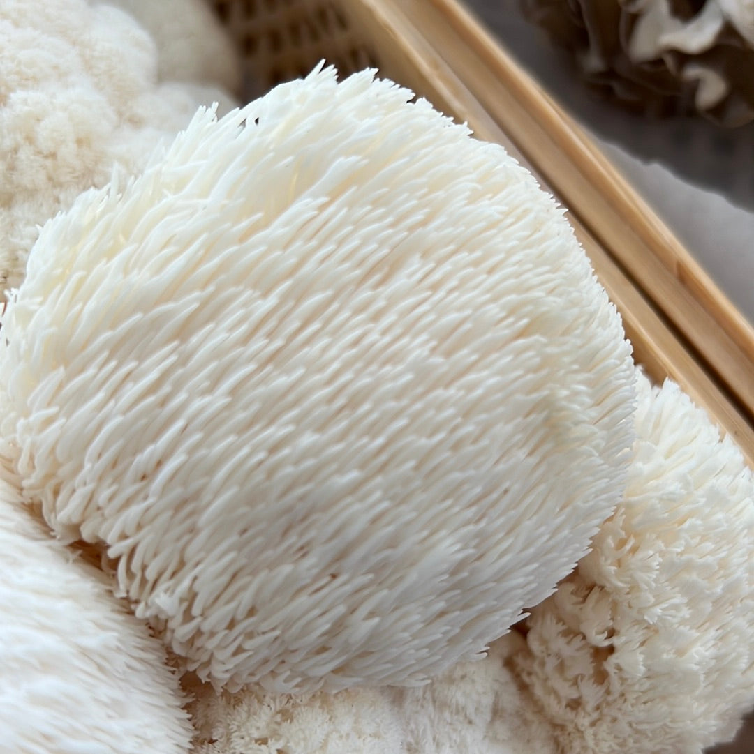 Lion's Mane Fresh Gourmet Mushrooms | CSA Subscription Local Pickup