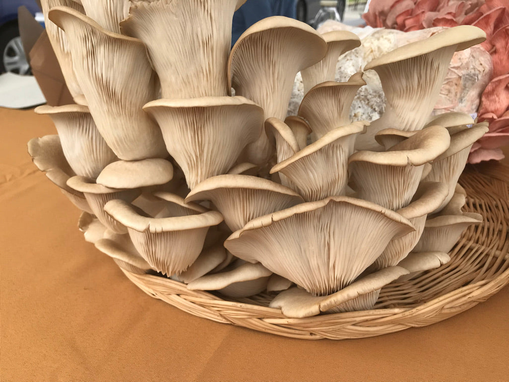 Dehydrated/Dried Blue Oyster Gourmet Mushrooms | Pleurotus ostreatus