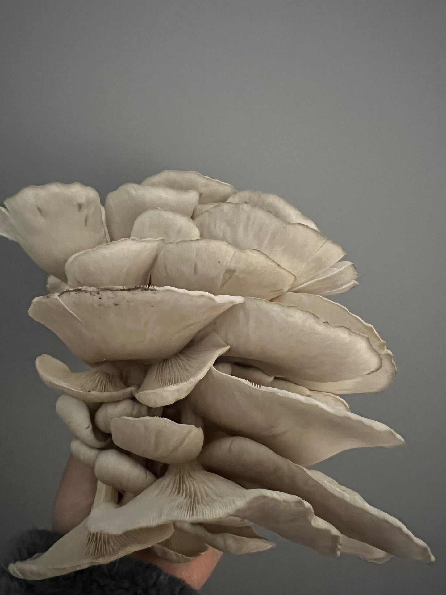 King Blue Oyster Mushrooms Fresh Gourmet | Pleurotus Columbinus