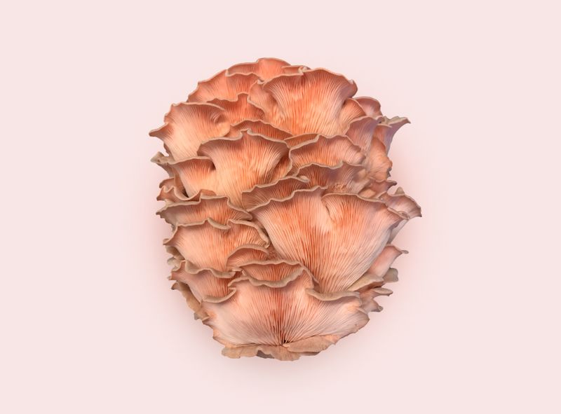 Dehydrated/ Dried Pink Oyster Mushrooms | Pleurotus djamor