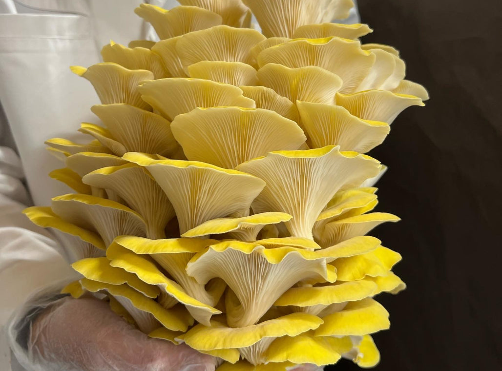 Dehydrated/Dried Golden (Yellow) Oyster Gourmet Mushrooms | Pleurotus citrinopileatus