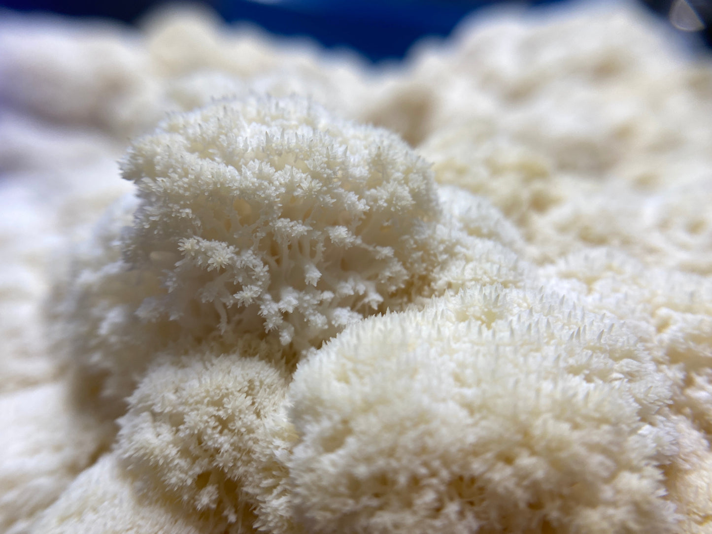 Dehydrated/Dried Lion's Mane Gourmet Mushrooms Ground / Powder | Hericium erinaceus