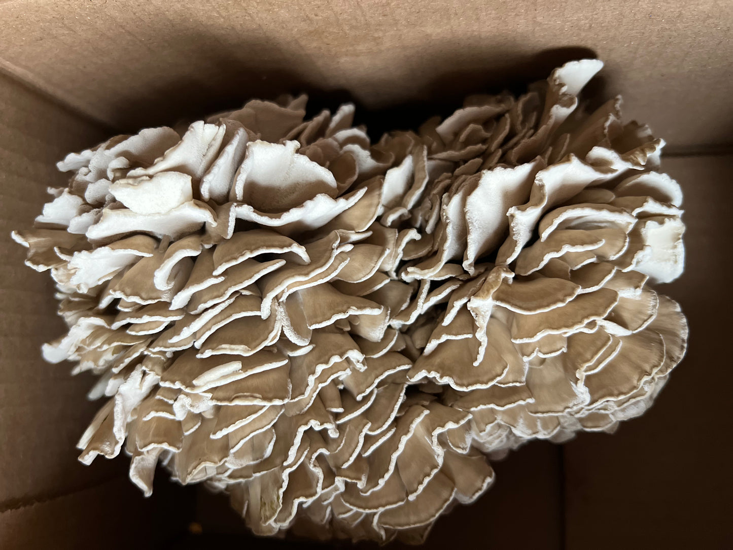 Maitake (Hens-of-the-woods) Fresh Gourmet Mushrooms | Grifola frondosa