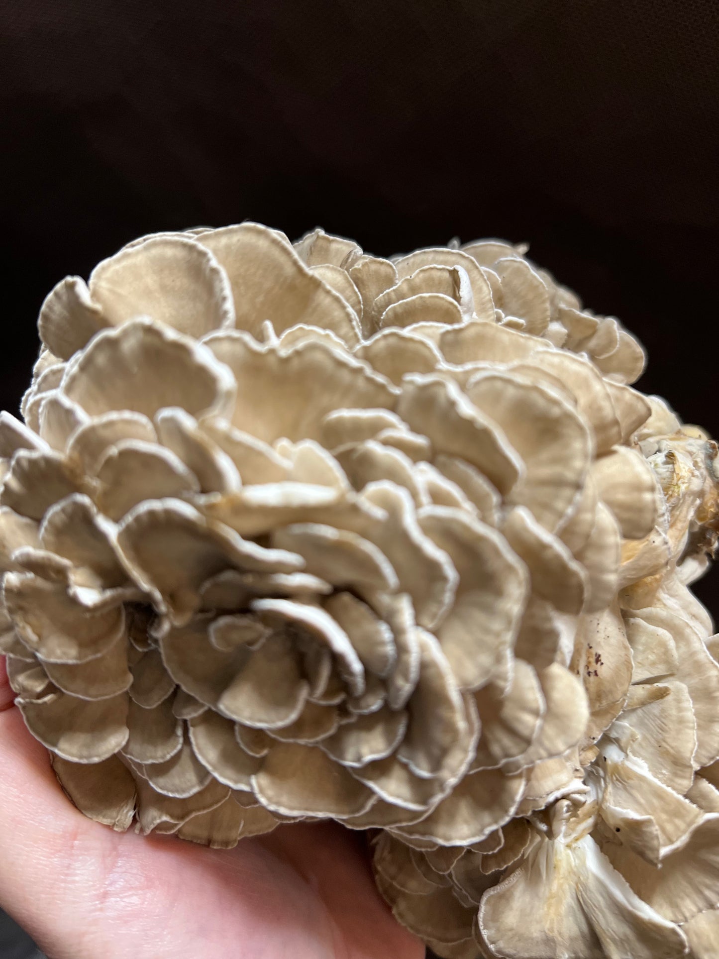 Maitake (Hens-of-the-woods) Fresh Gourmet Mushrooms | Grifola frondosa