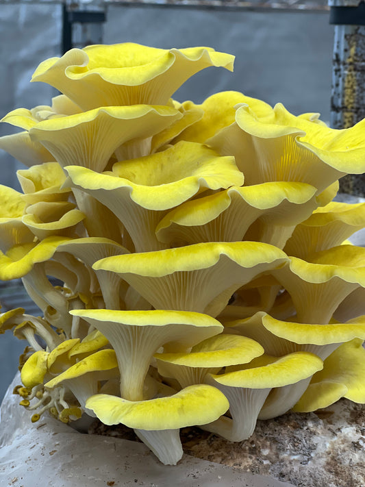 Golden (Yellow) Oyster Mushrooms Fresh Gourmet | Pleurotus citrinopileatus