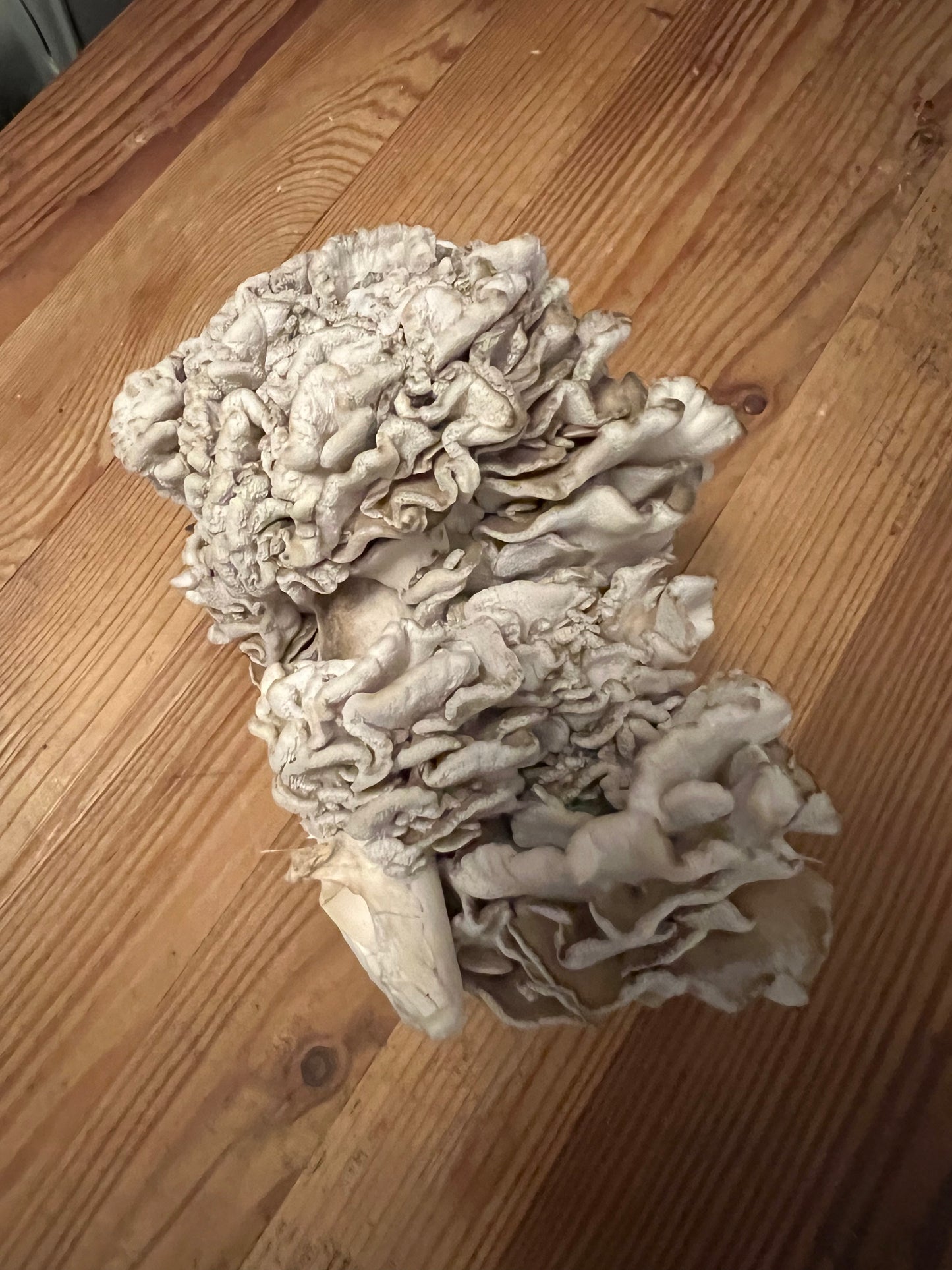 Maitake (Hens-of-the-woods) Fresh Gourmet Mushrooms | Grifola frondosa