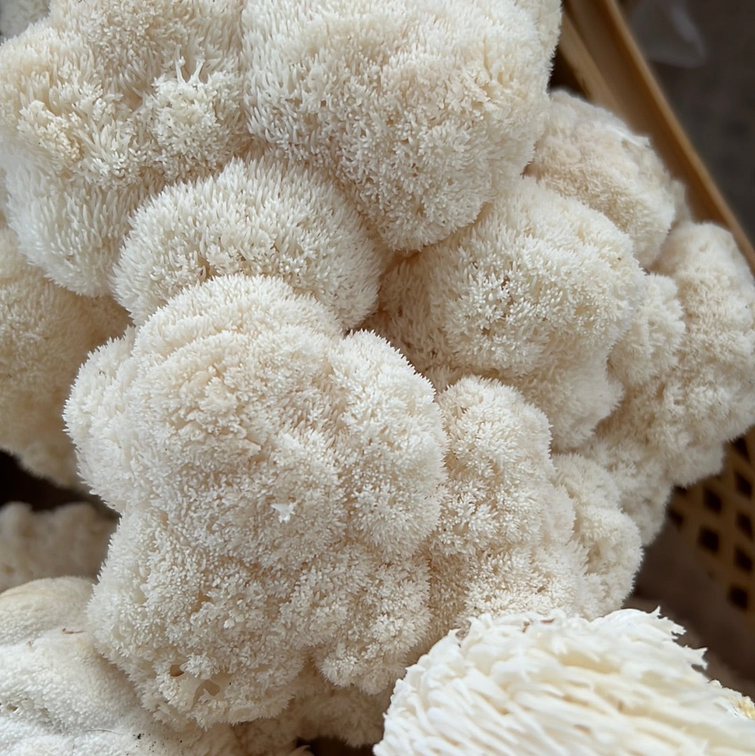 Lion's Mane Fresh Gourmet Mushrooms | CSA Subscription Local Pickup