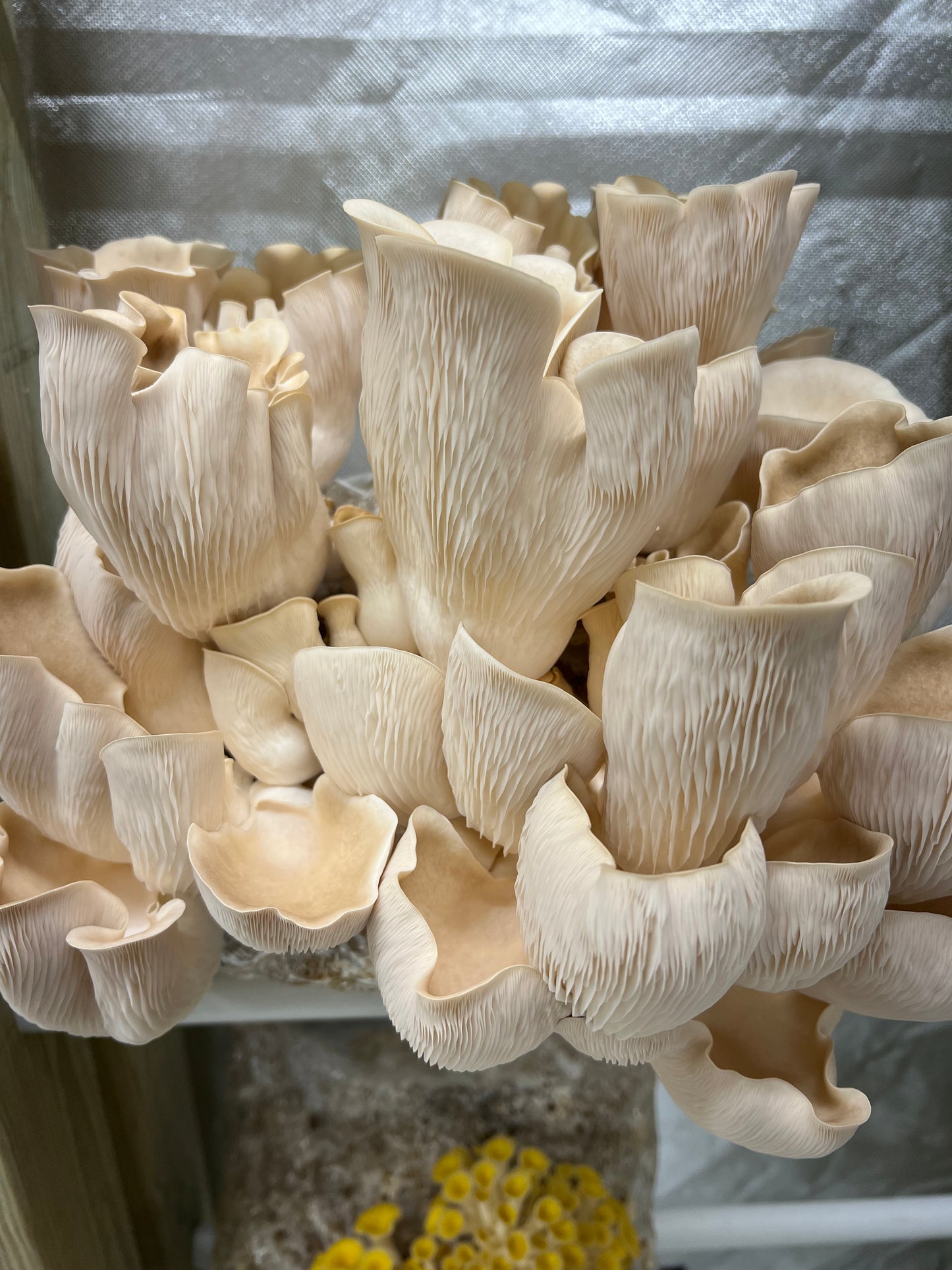 Pathfinder Oyster Mushrooms Fresh Gourmet | Pleurotus ostreatus