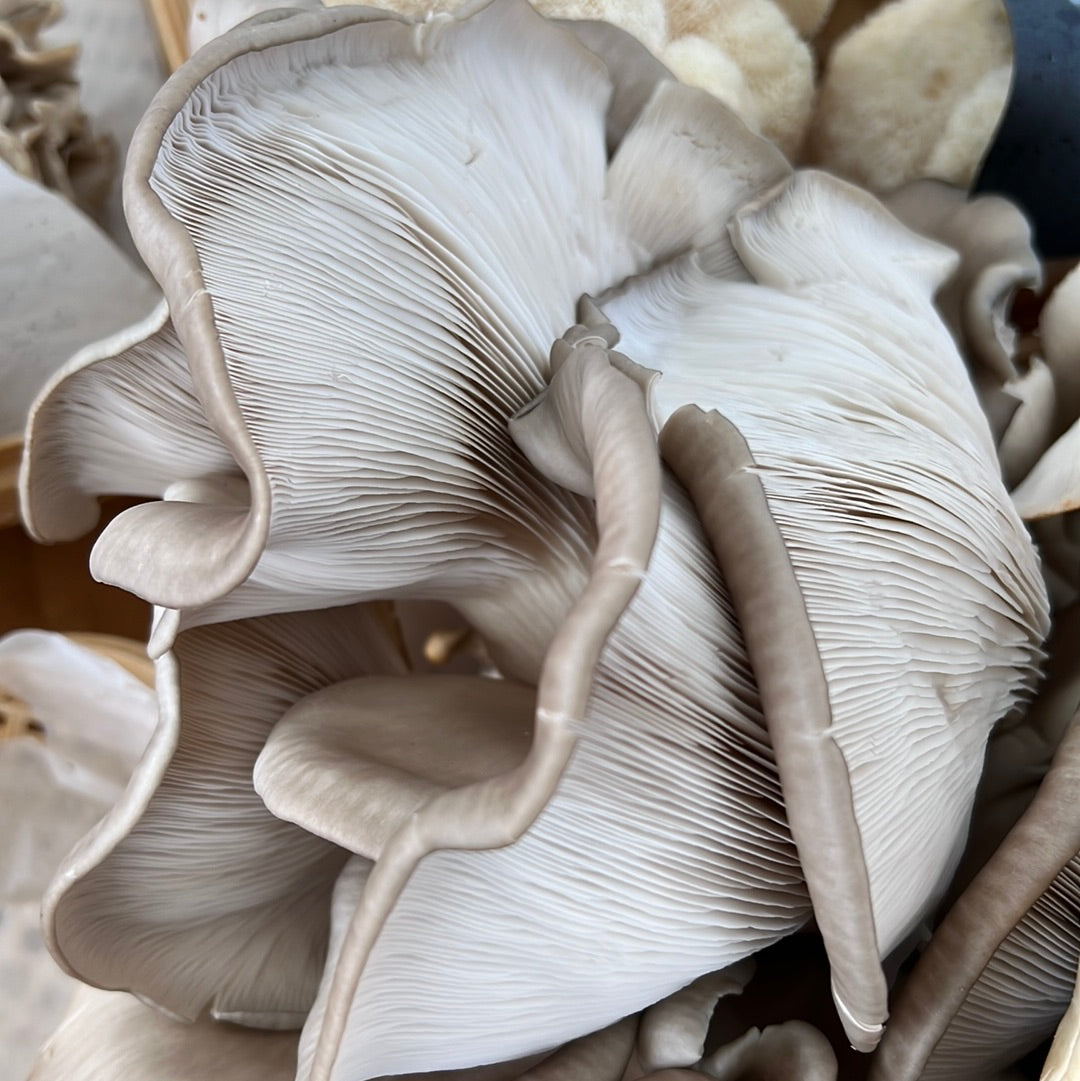 King Blue Oyster Mushrooms Fresh Gourmet | Pleurotus Columbinus