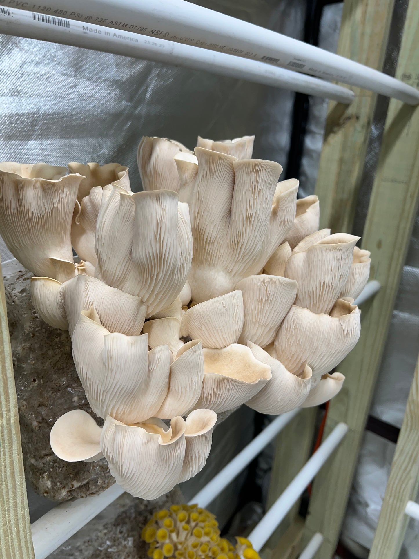 Pathfinder Oyster Mushrooms Fresh Gourmet | Pleurotus ostreatus