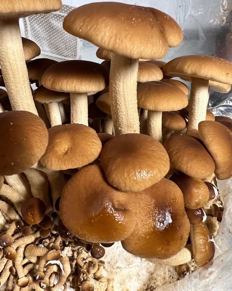 CSA Assorted Fresh Gourmet Mushrooms | Monthly Subscription Local Pickup NJ