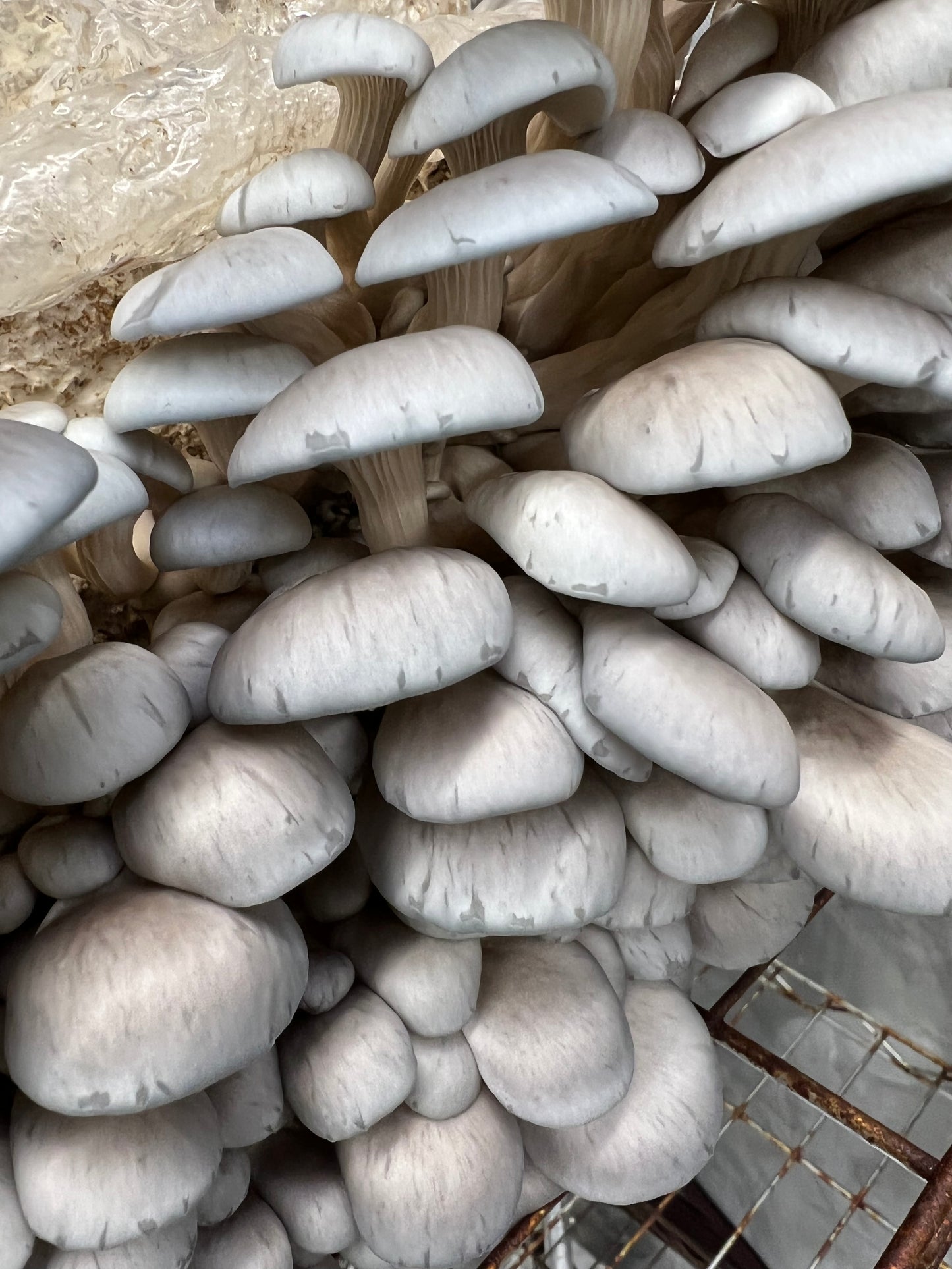 King Blue Oyster Mushrooms Fresh Gourmet | Pleurotus Columbinus