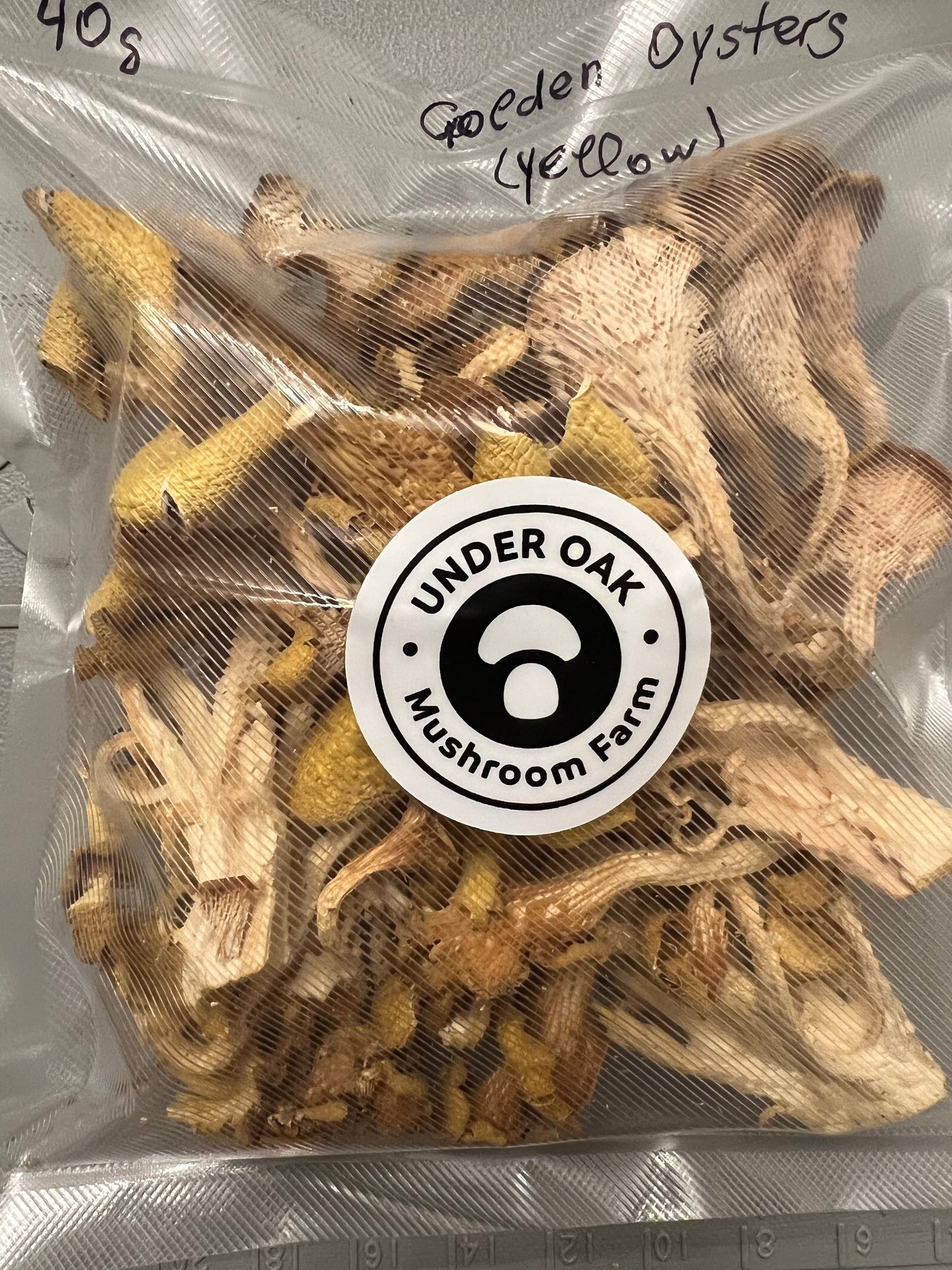 Dehydrated/Dried Golden (Yellow) Oyster Gourmet Mushrooms | Pleurotus citrinopileatus