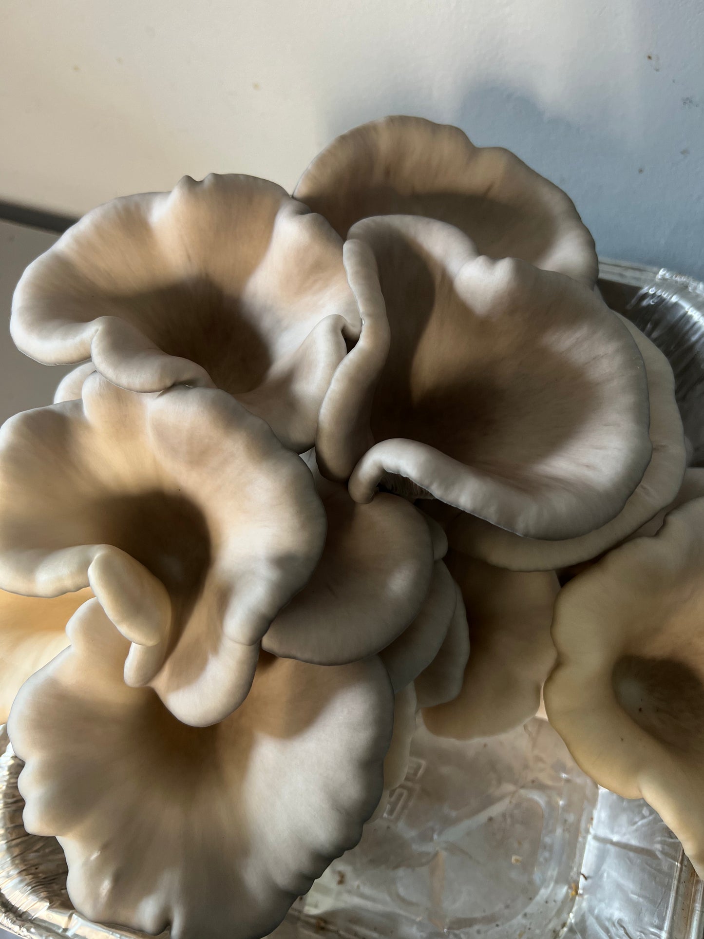 King Blue Oyster Mushrooms Fresh Gourmet | Pleurotus Columbinus