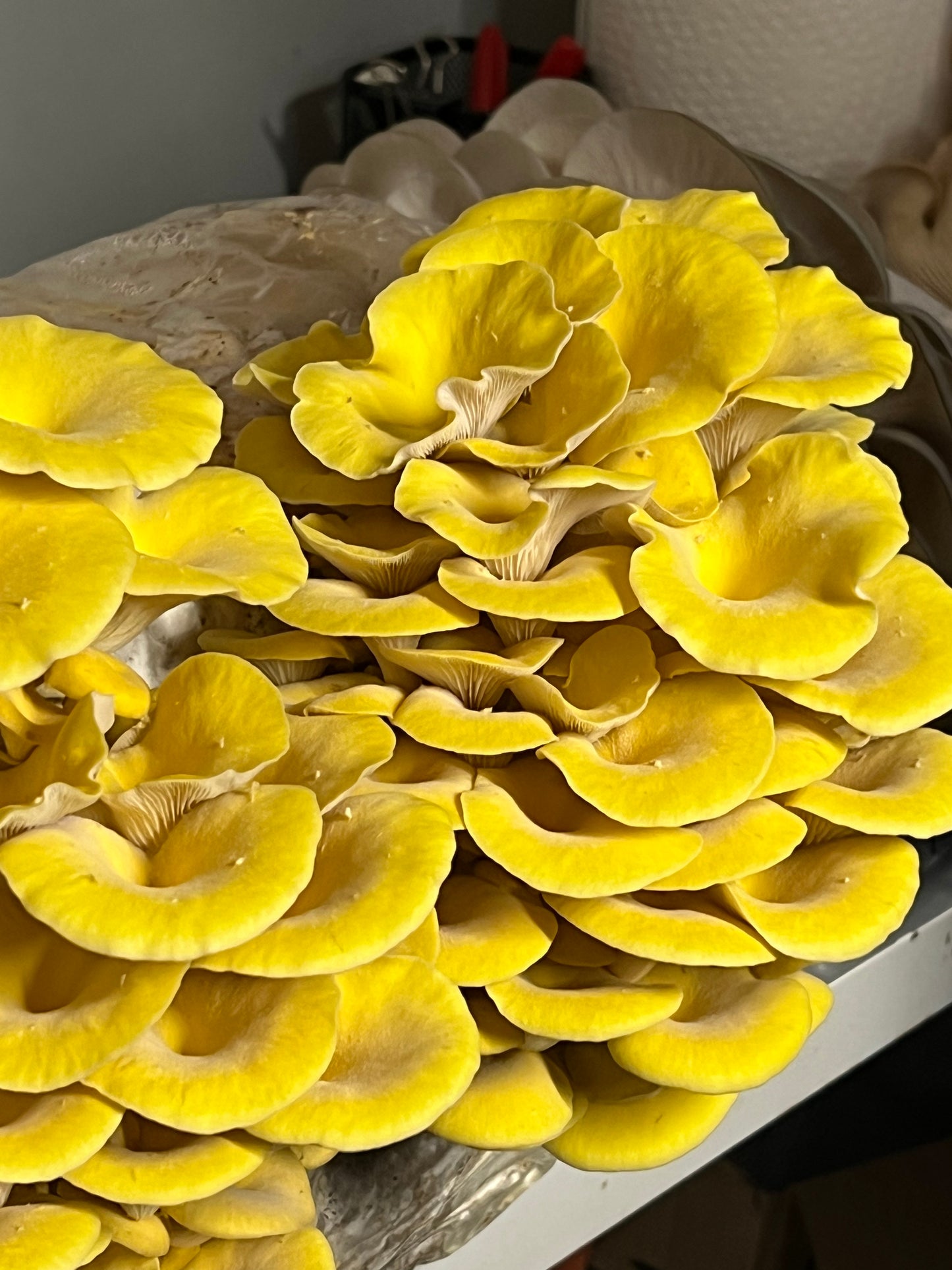 Dehydrated/Dried Golden (Yellow) Oyster Gourmet Mushrooms | Pleurotus citrinopileatus