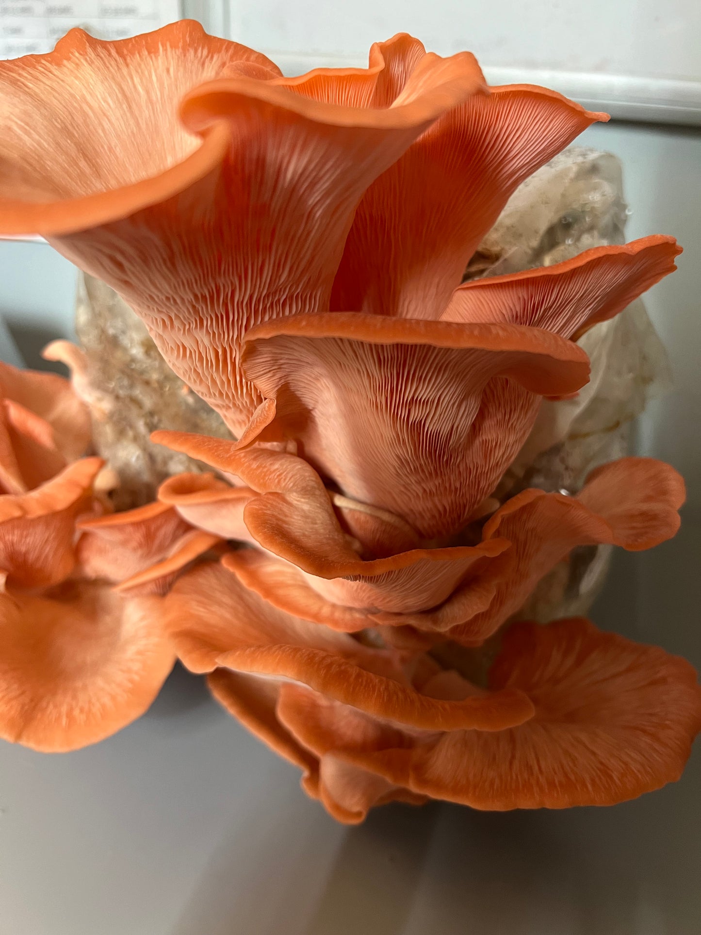 Pink Oyster Mushrooms Fresh Gourmet | Pleurotus djamor