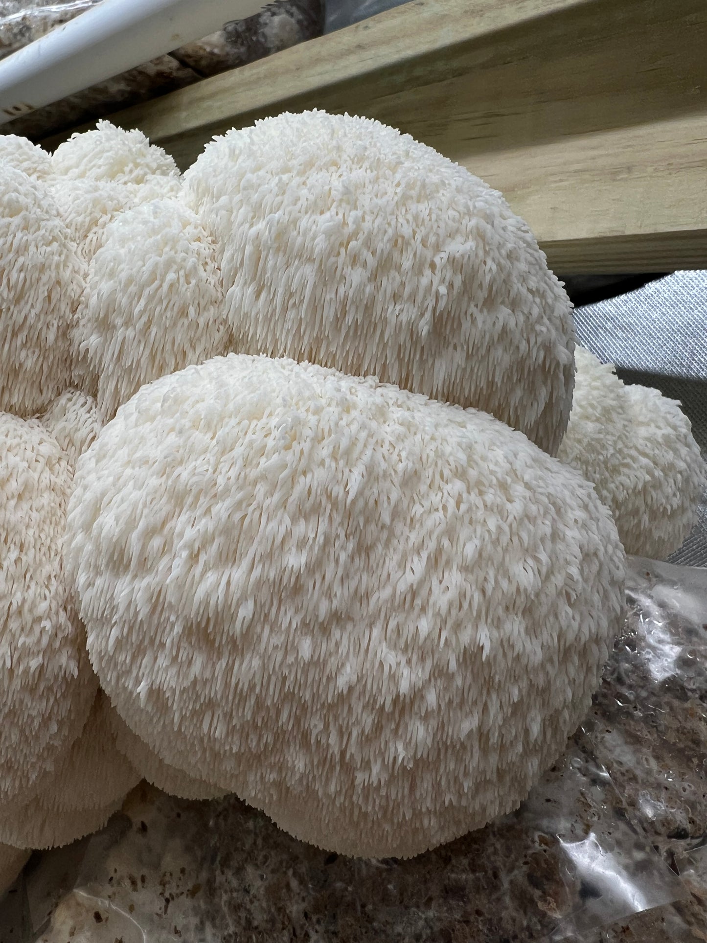 Lion's Mane Fresh Gourmet Mushrooms | CSA Subscription Local Pickup