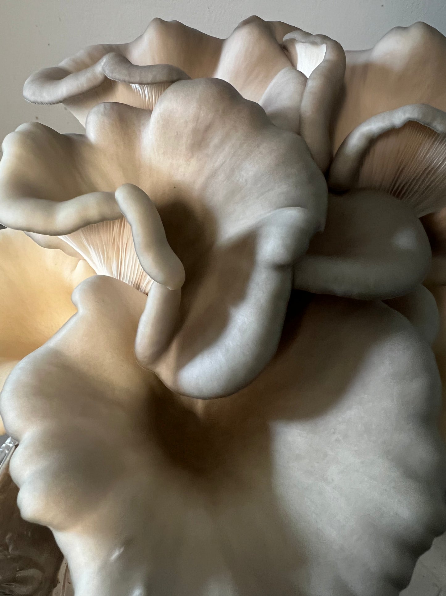 King Blue Oyster Mushrooms Fresh Gourmet | Pleurotus Columbinus