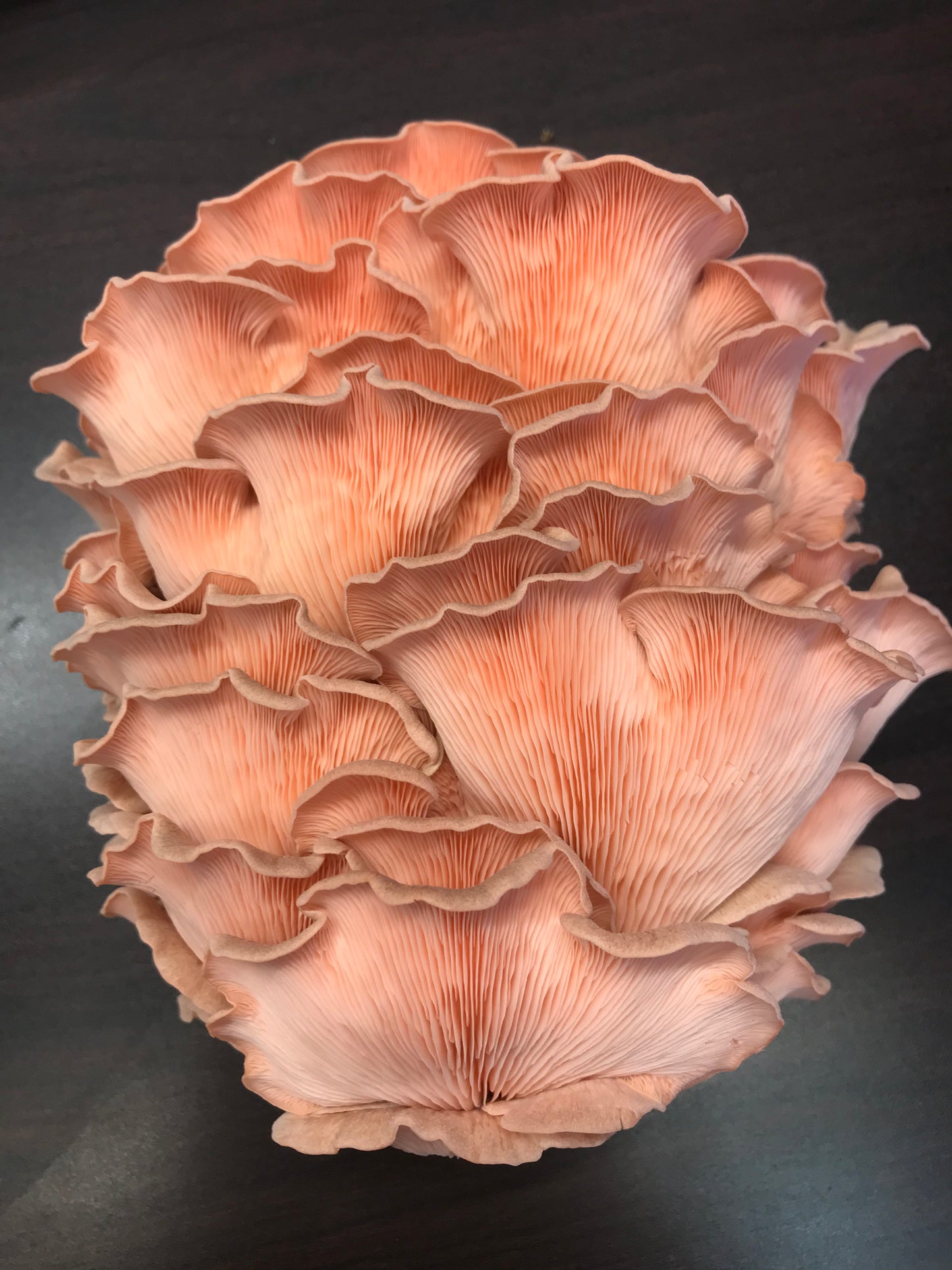 Pink Oyster Mushrooms Fresh Gourmet | Pleurotus djamor