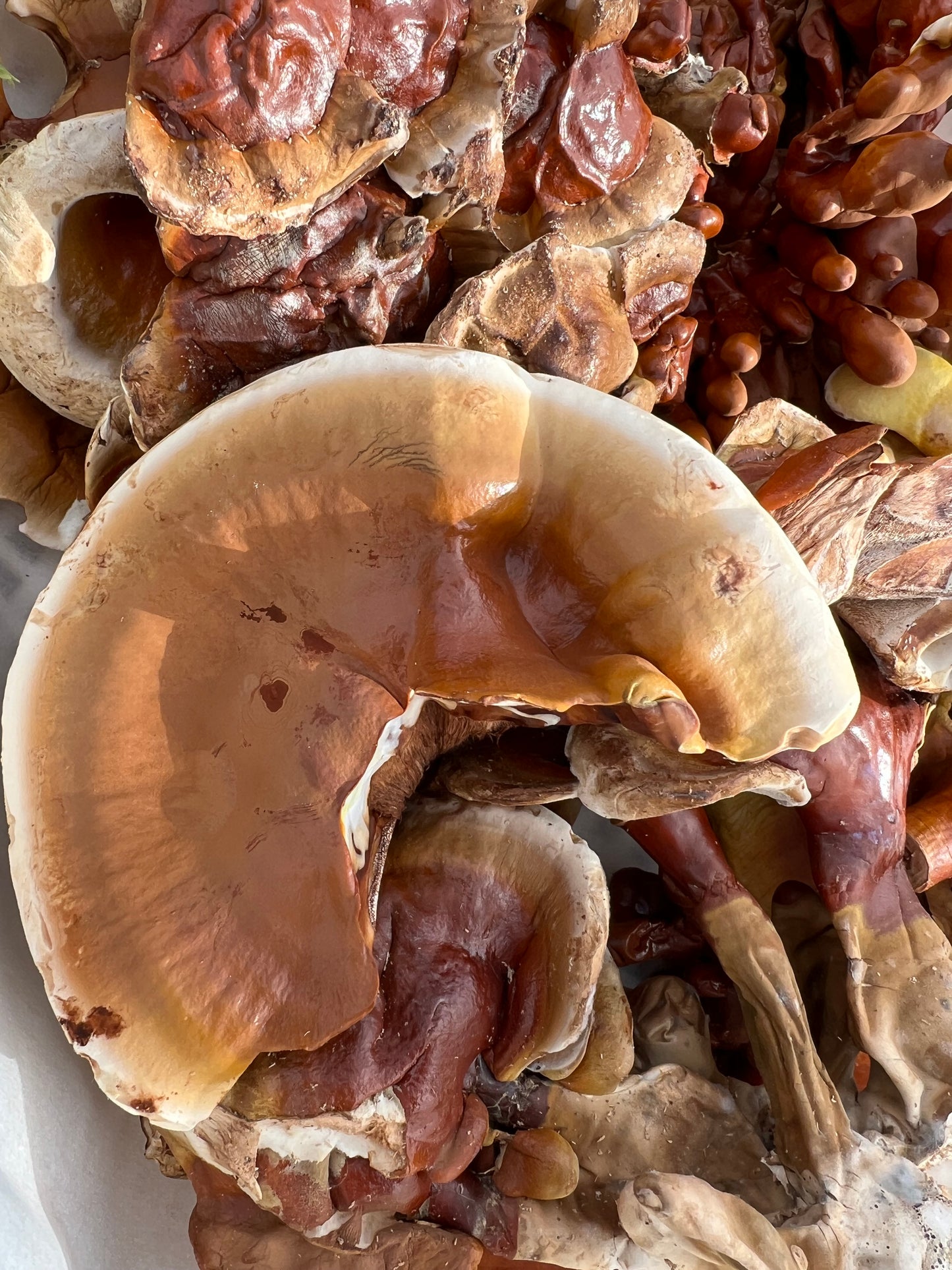 Reishi Mushrooms, Fresh Whole | Ganoderma lingzhi | USA