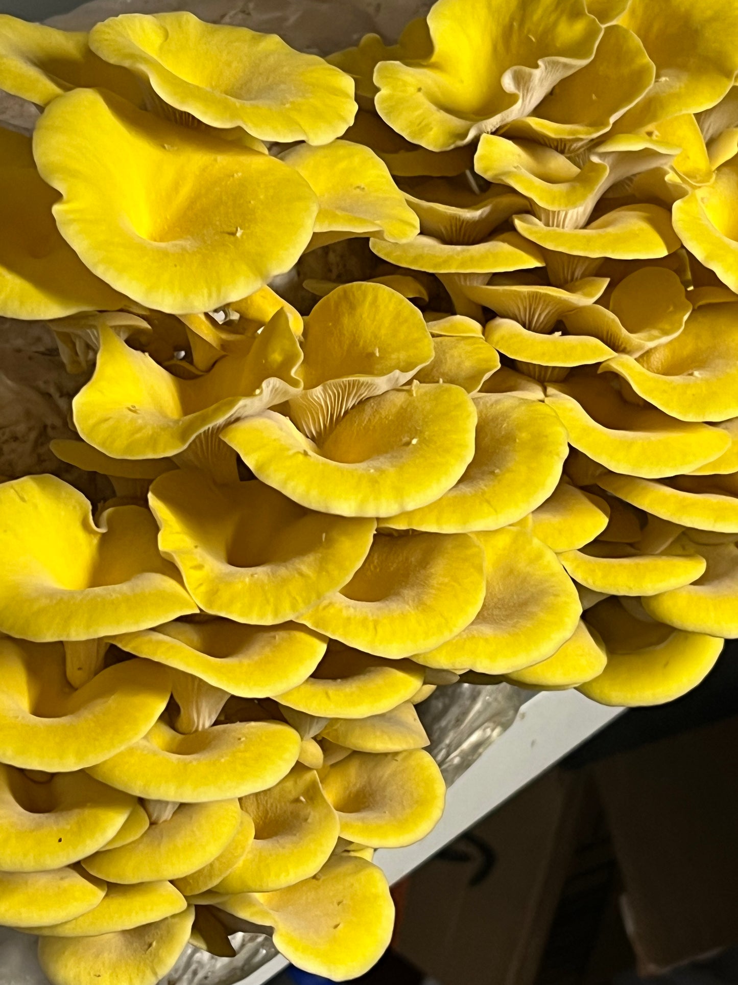 Dehydrated/Dried Golden (Yellow) Oyster Gourmet Mushrooms | Pleurotus citrinopileatus