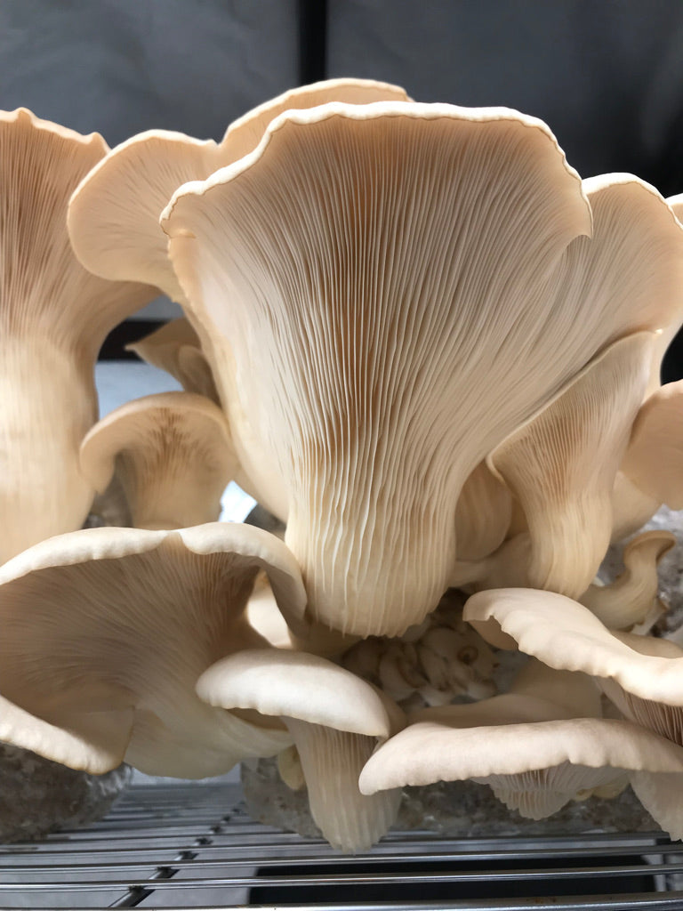 Pathfinder Oyster Mushrooms Fresh Gourmet | Pleurotus ostreatus