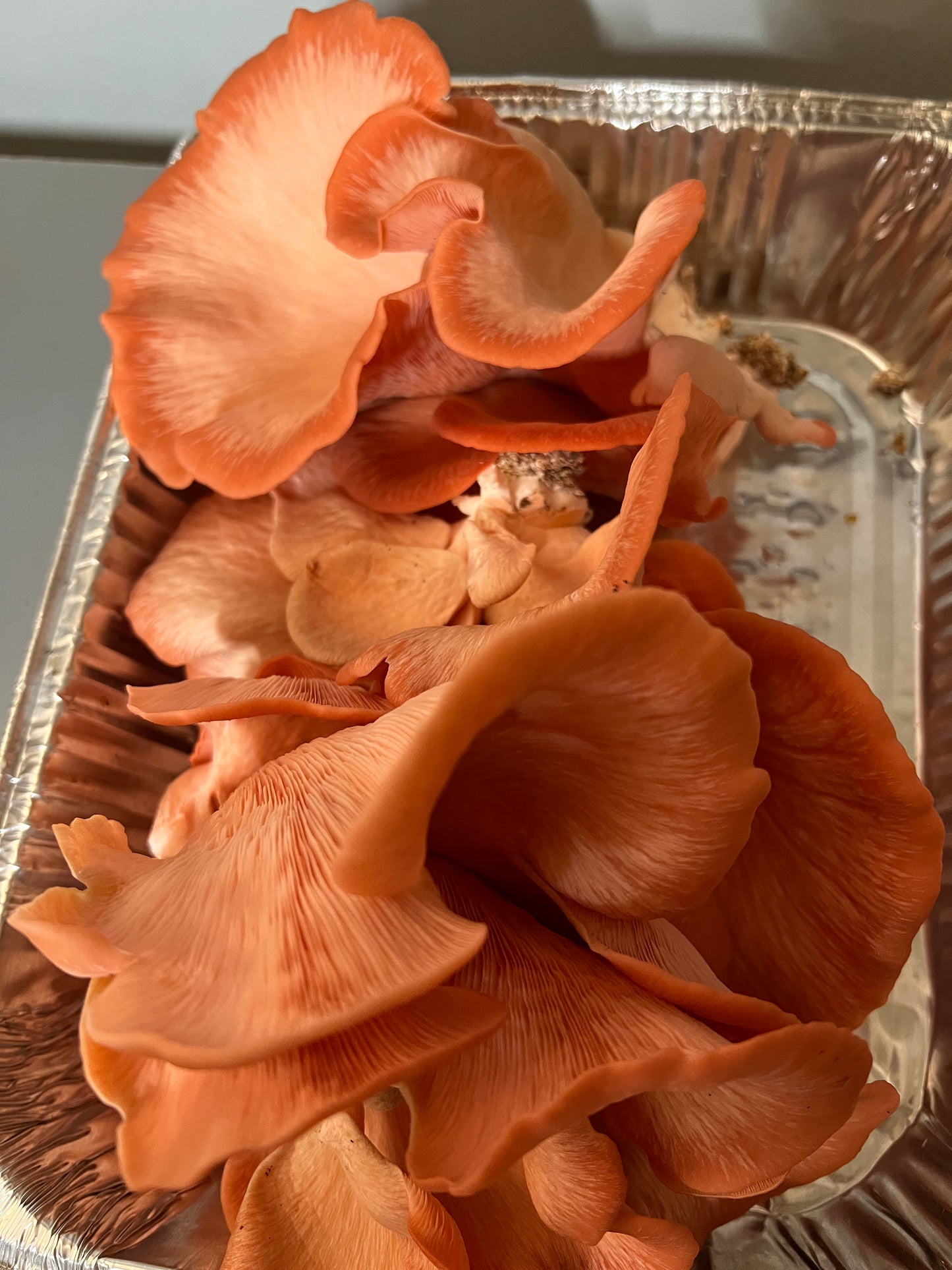 Pink Oyster Mushrooms Fresh Gourmet | Pleurotus djamor