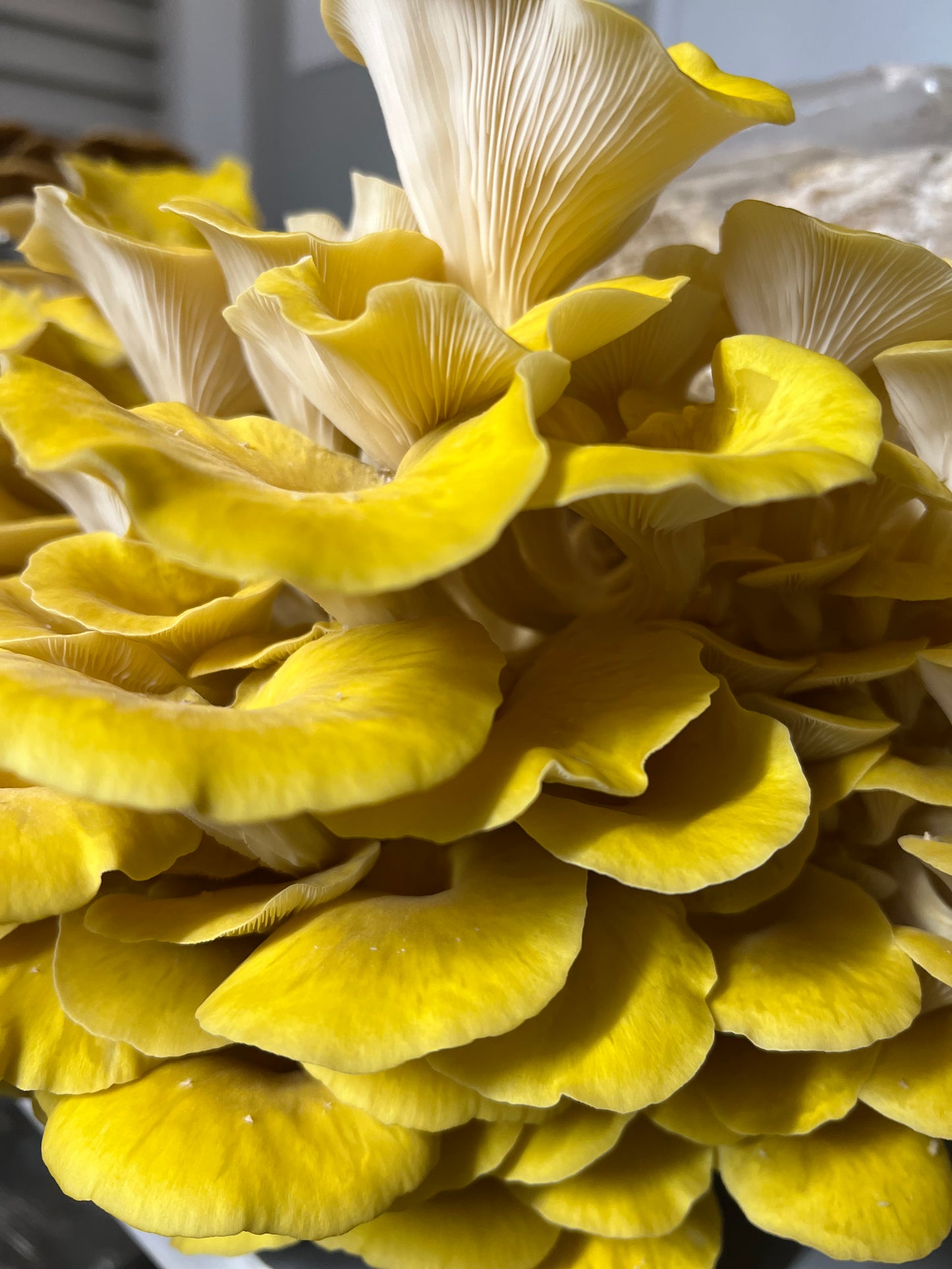 Dehydrated/Dried Golden (Yellow) Oyster Gourmet Mushrooms | Pleurotus citrinopileatus