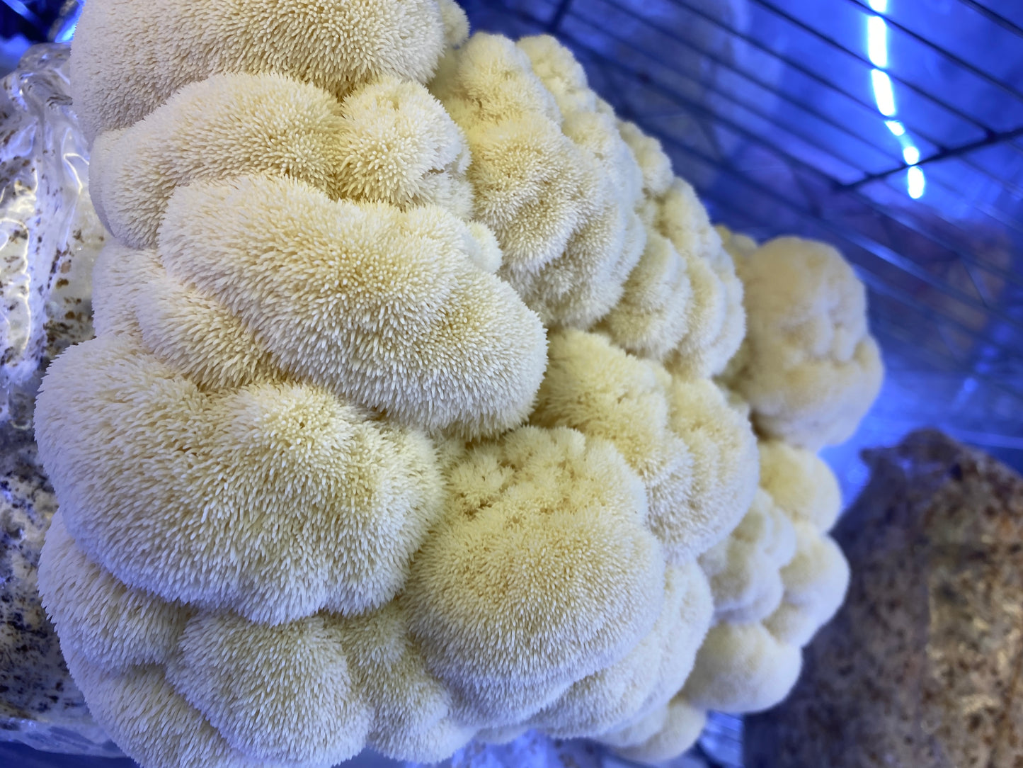 Lion's Mane Fresh Gourmet Mushrooms | CSA Subscription Local Pickup