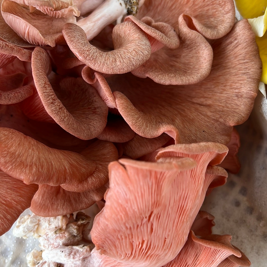 Pink Oyster Mushrooms Fresh Gourmet | Pleurotus djamor