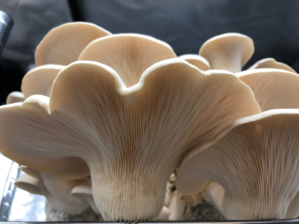 Pathfinder Oyster Mushrooms Fresh Gourmet | Pleurotus ostreatus