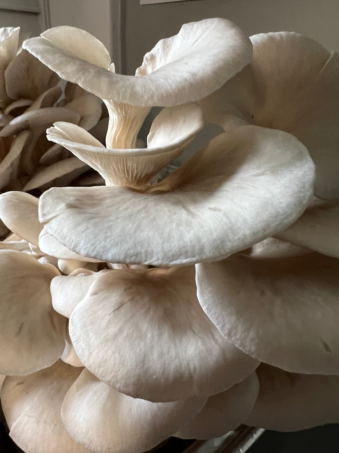 King Blue Oyster Mushrooms Fresh Gourmet | Pleurotus Columbinus